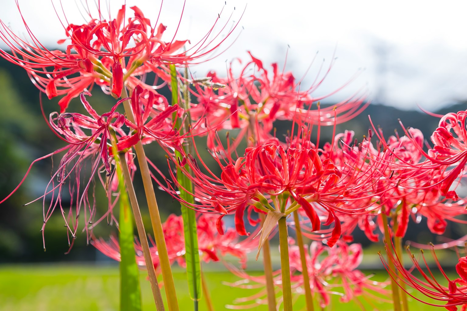 Groupe de lys araignées rouges fleurissant au soleil