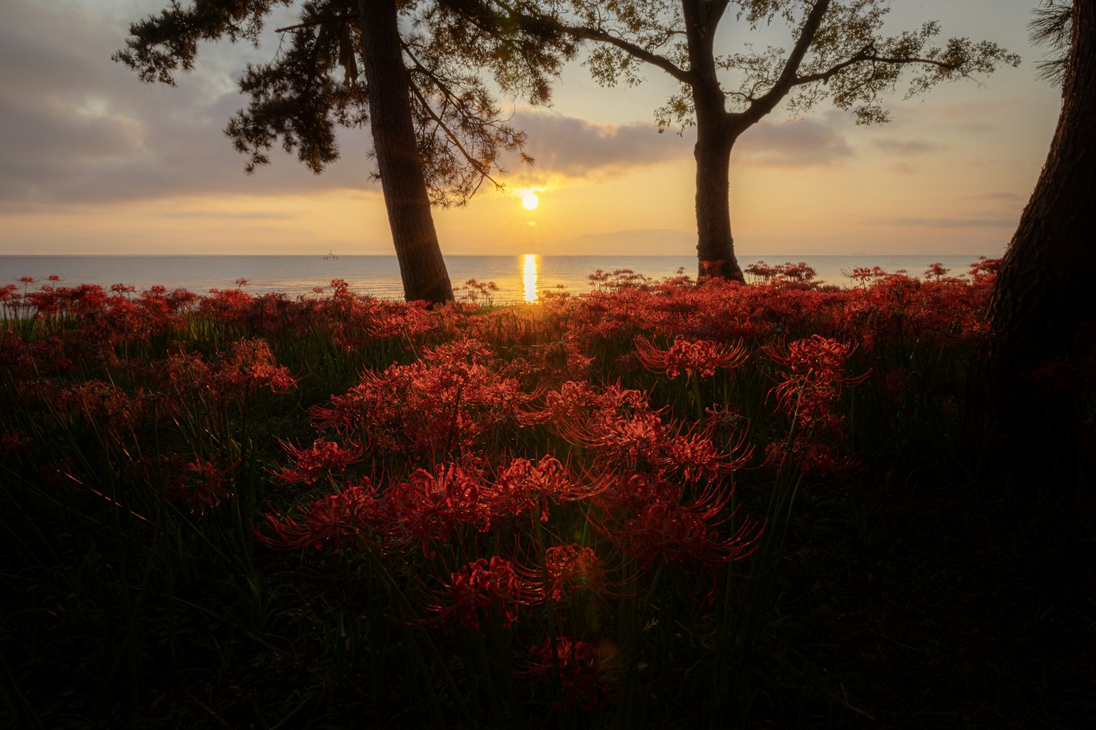 Silhouetten von Bäumen mit roten Blumen unter einem Sonnenuntergang