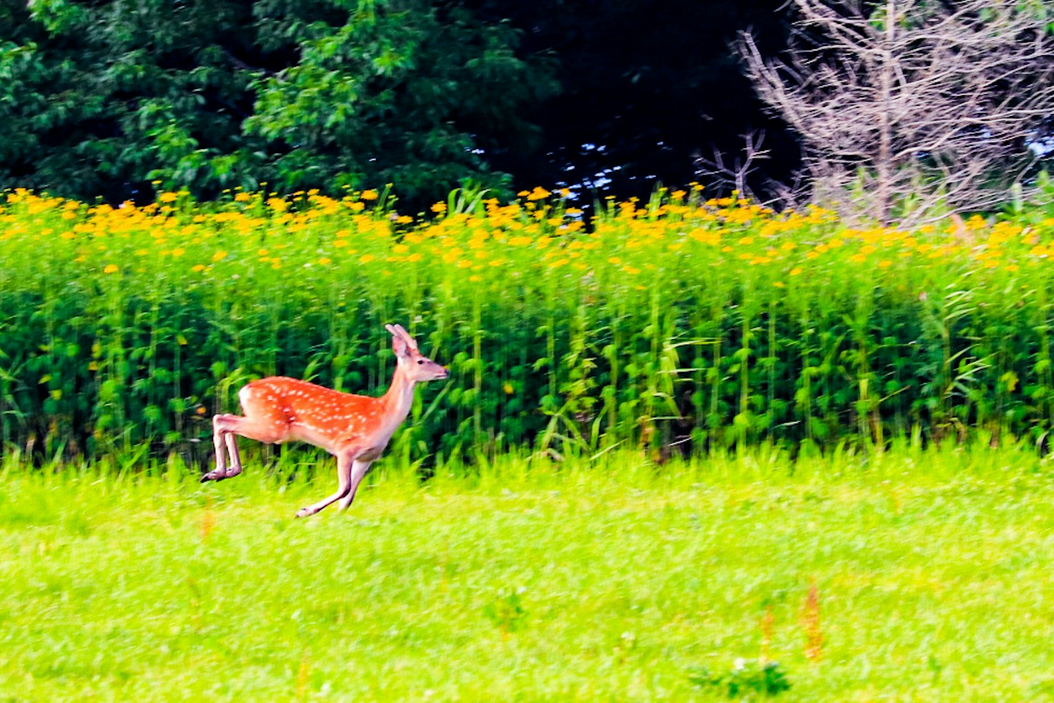 A deer leaping across a meadow with green grass and yellow flowers in the background