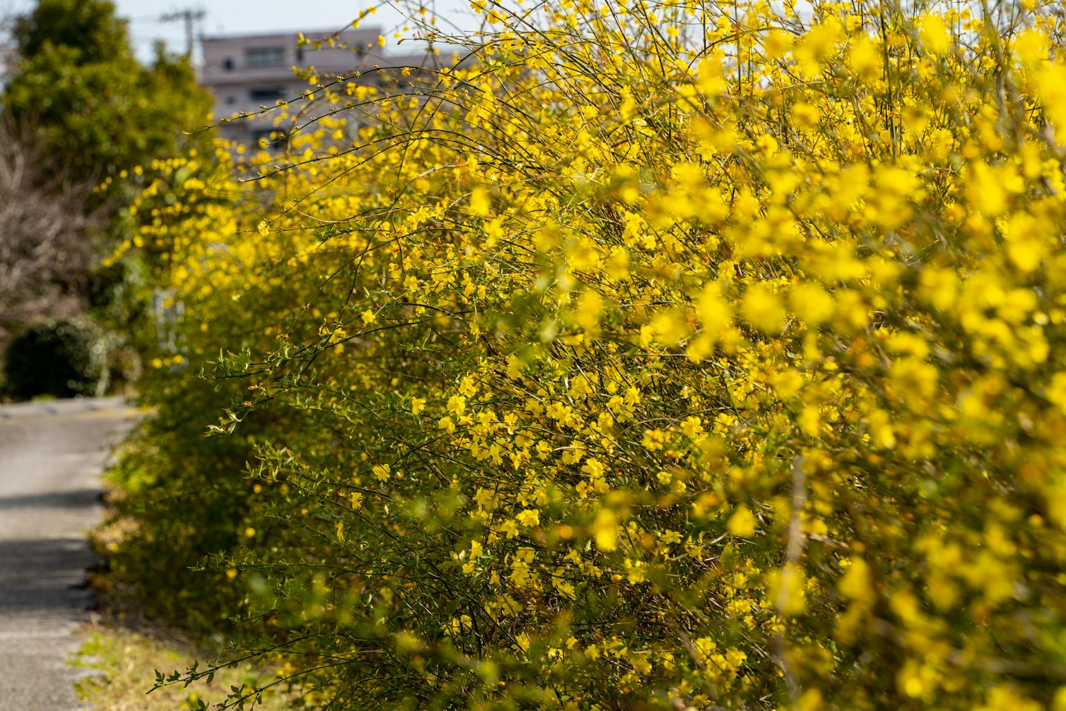小路旁边开满鲜艳黄色花朵的灌木