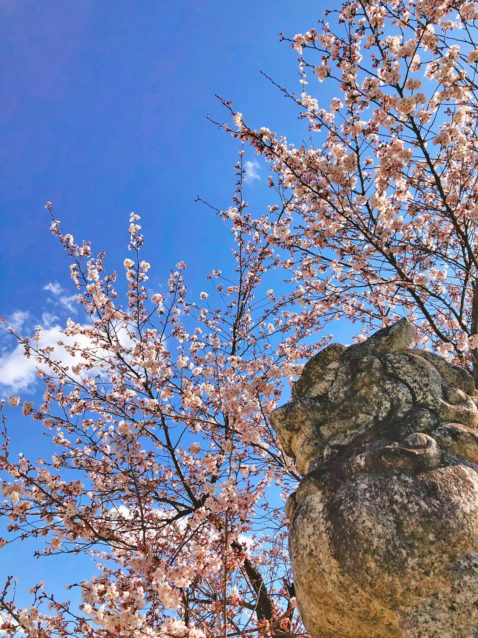 Kirschblüten blühen unter einem blauen Himmel mit einer Steinstatue