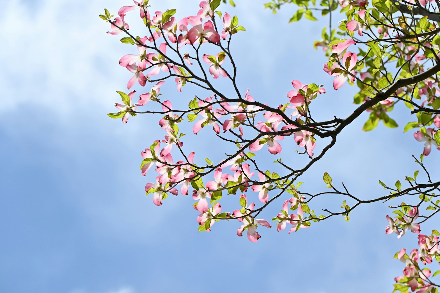 Cabang dengan bunga pink dan daun hijau di latar belakang langit biru