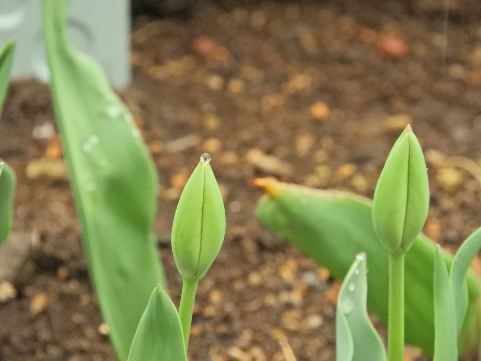 Grüne Tulpenknospen, die über dem Boden stehen