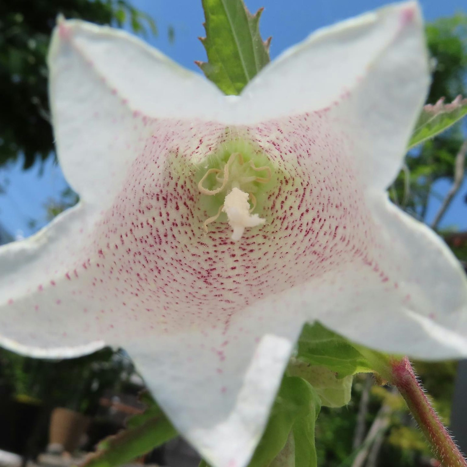 Primo piano di un fiore bianco con un centro verde chiaro e macchie rosse