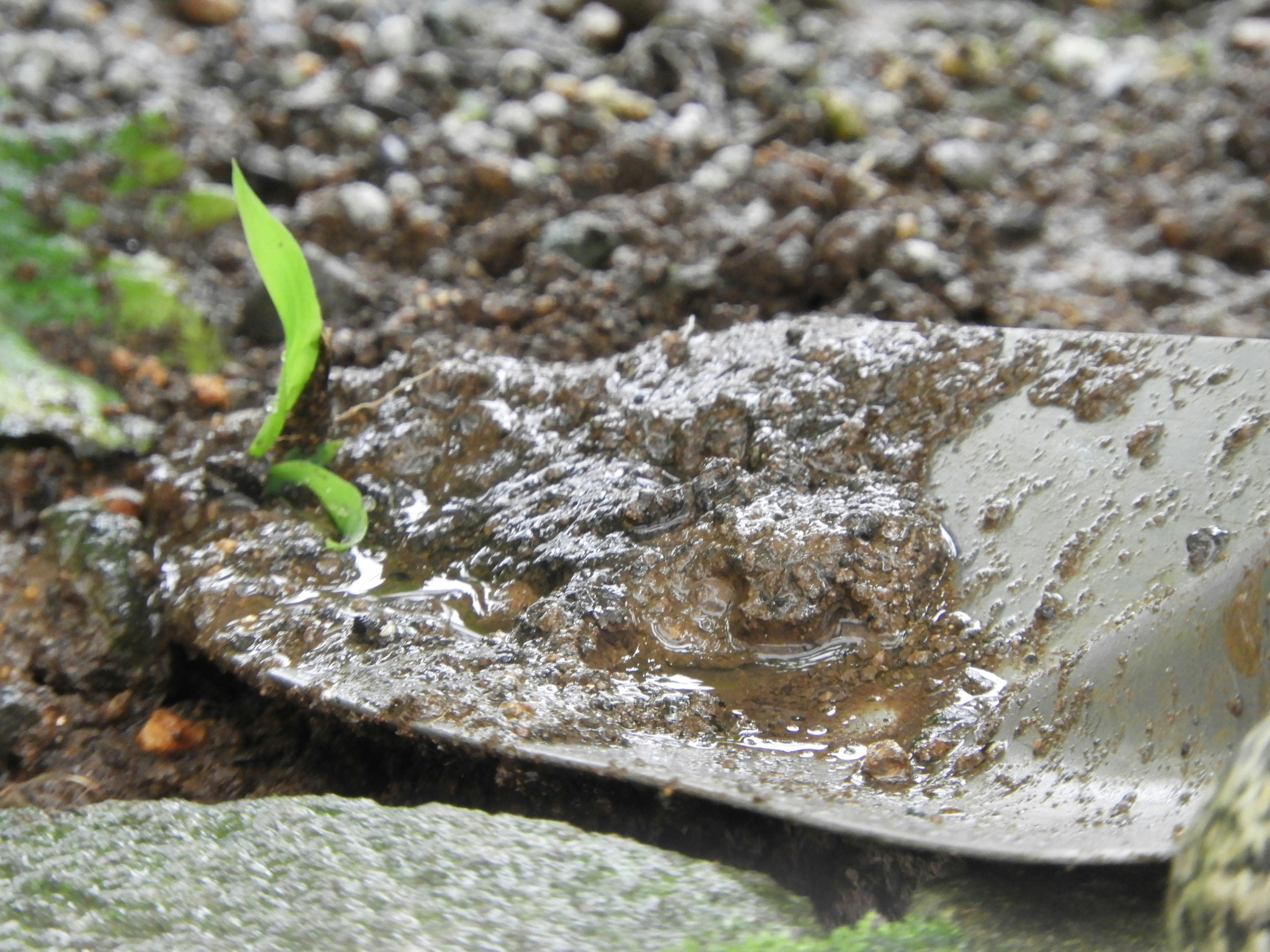 雨で濡れた石の上の小さな芽