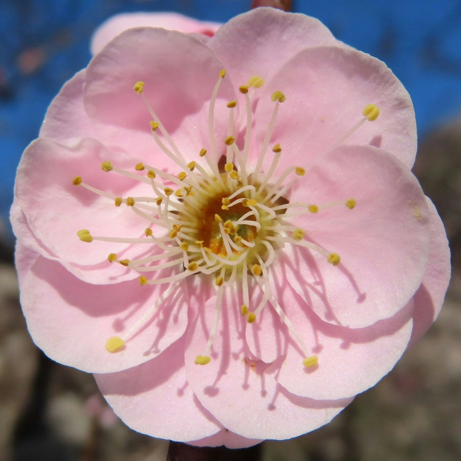Primo piano di un fiore di pruno con petali rosa pallido