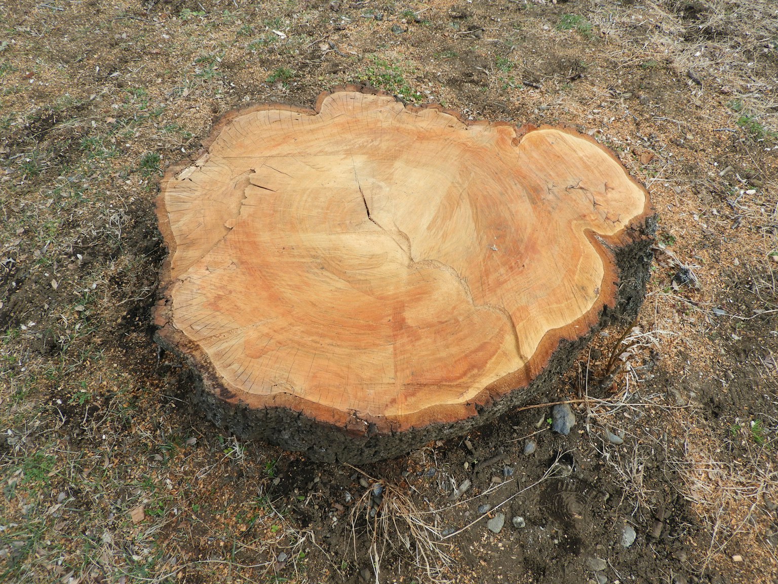 Ein Baumstumpf mit sichtbarer Holzmaserung und natürlicher Umgebung