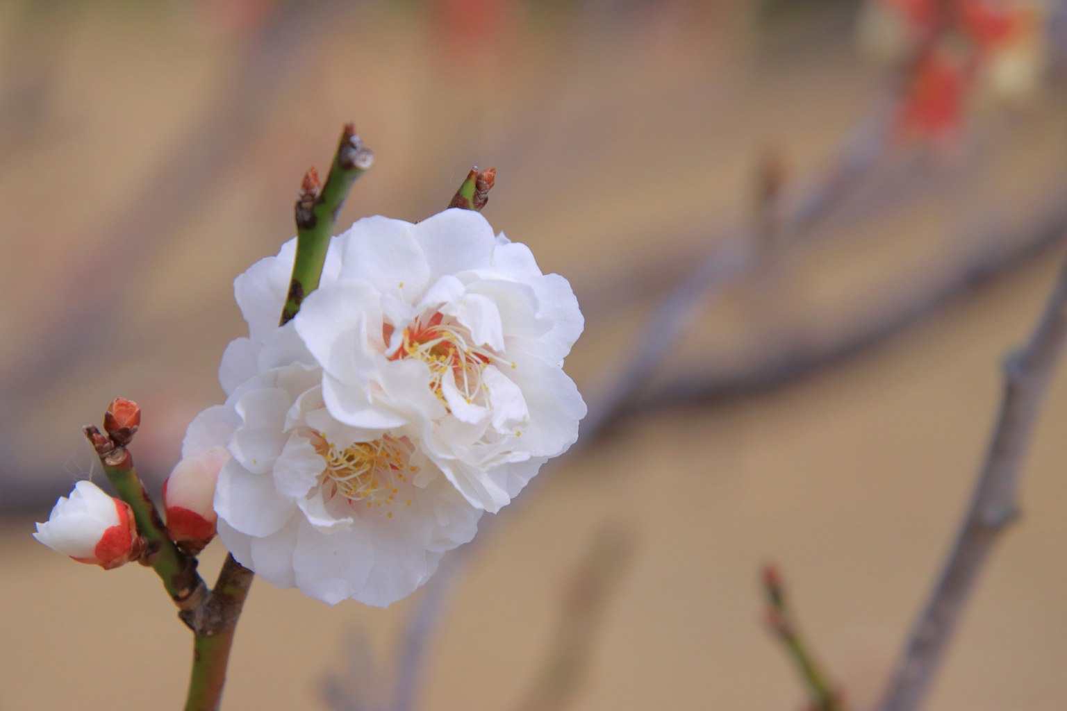 Close-up of a white plum blossom on a branch
