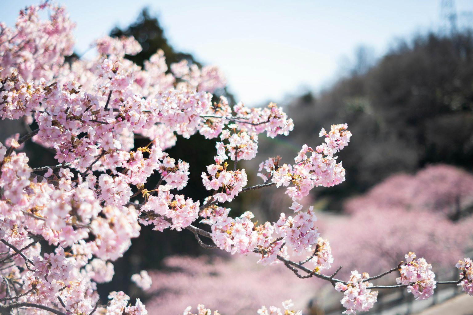 Flores de cerezo en plena floración bajo un cielo azul claro