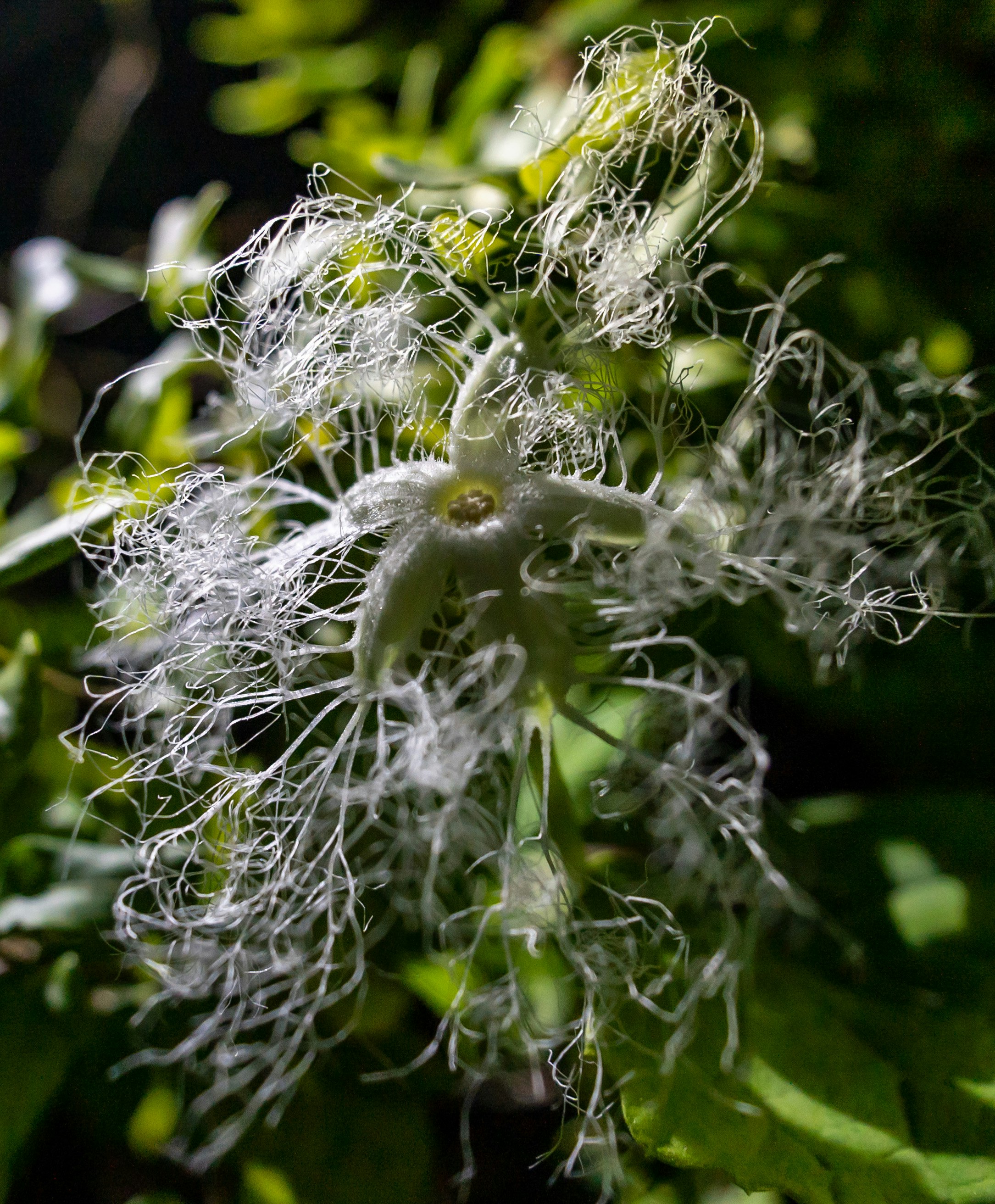 gros plan d’une plante avec des filaments blancs sur ses feuilles