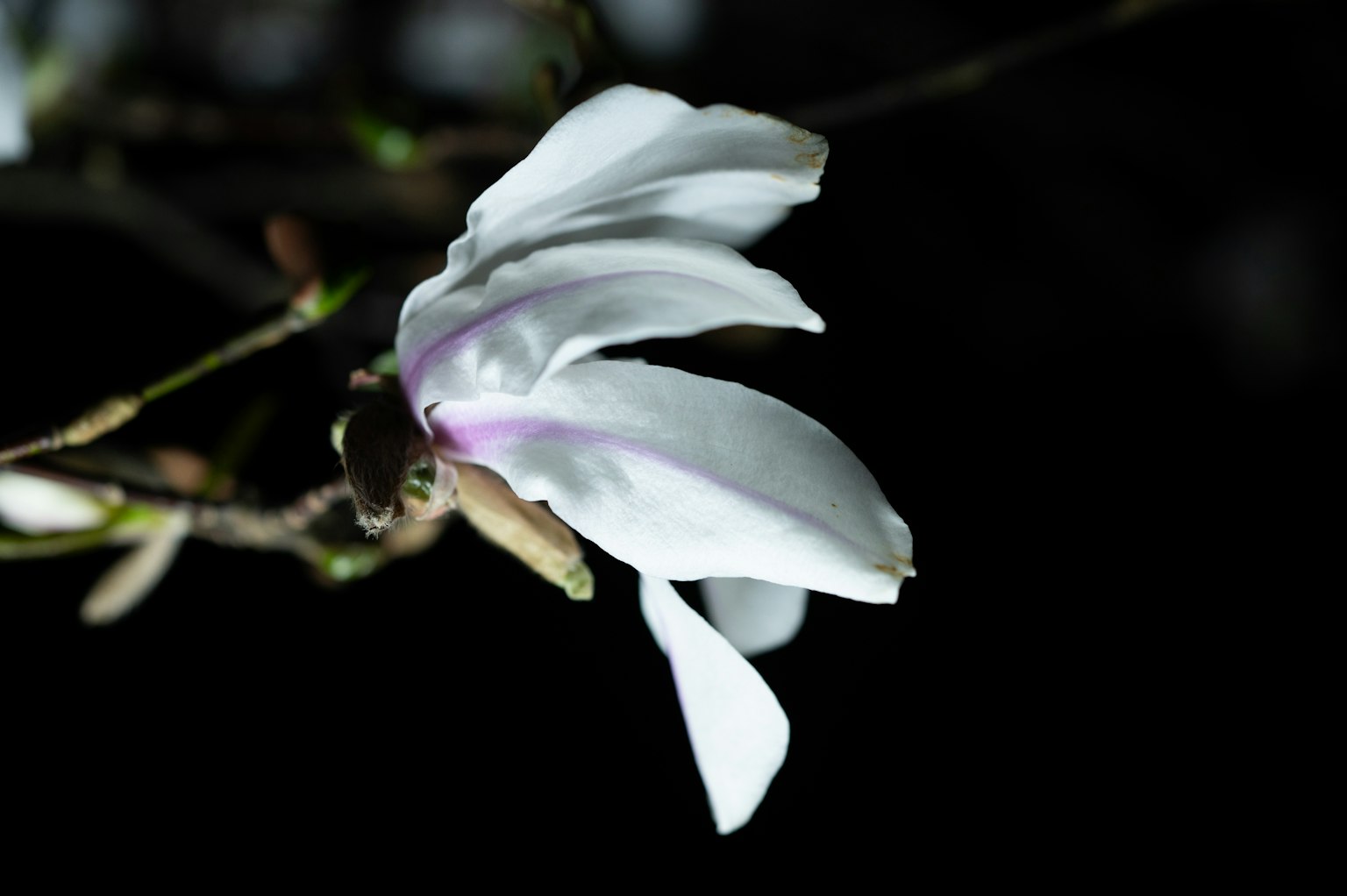 Magnolienblüte mit weißen Blütenblättern vor dunklem Hintergrund