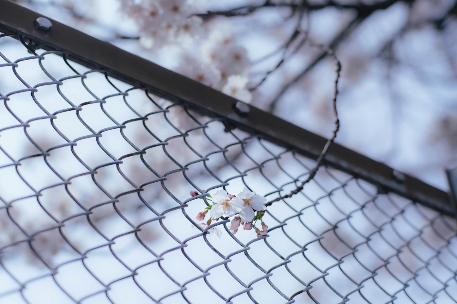 Cherry blossoms gently resting on a metal fence with a soft blurred background