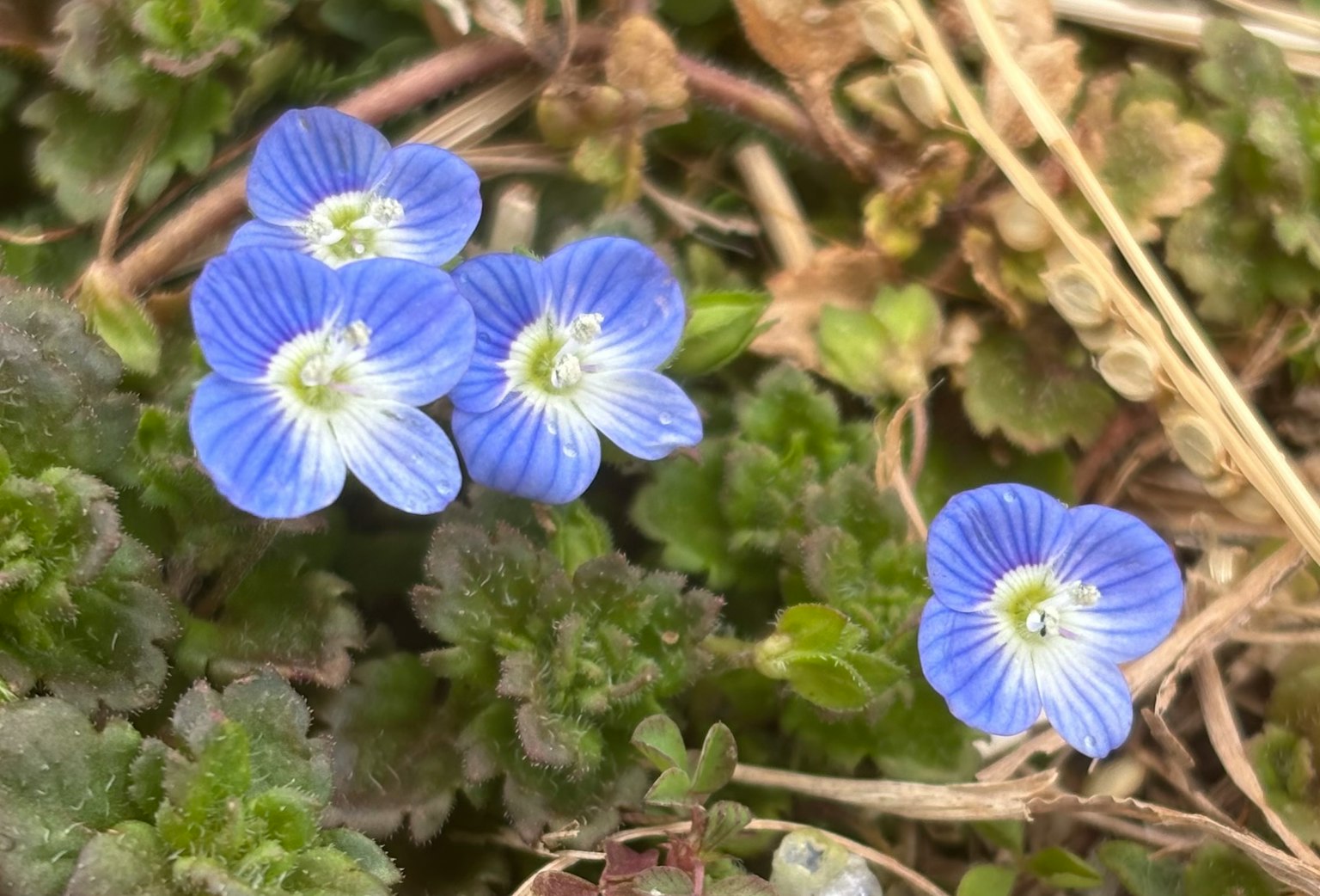 Piccole fiori blu che sbocciano tra foglie verdi