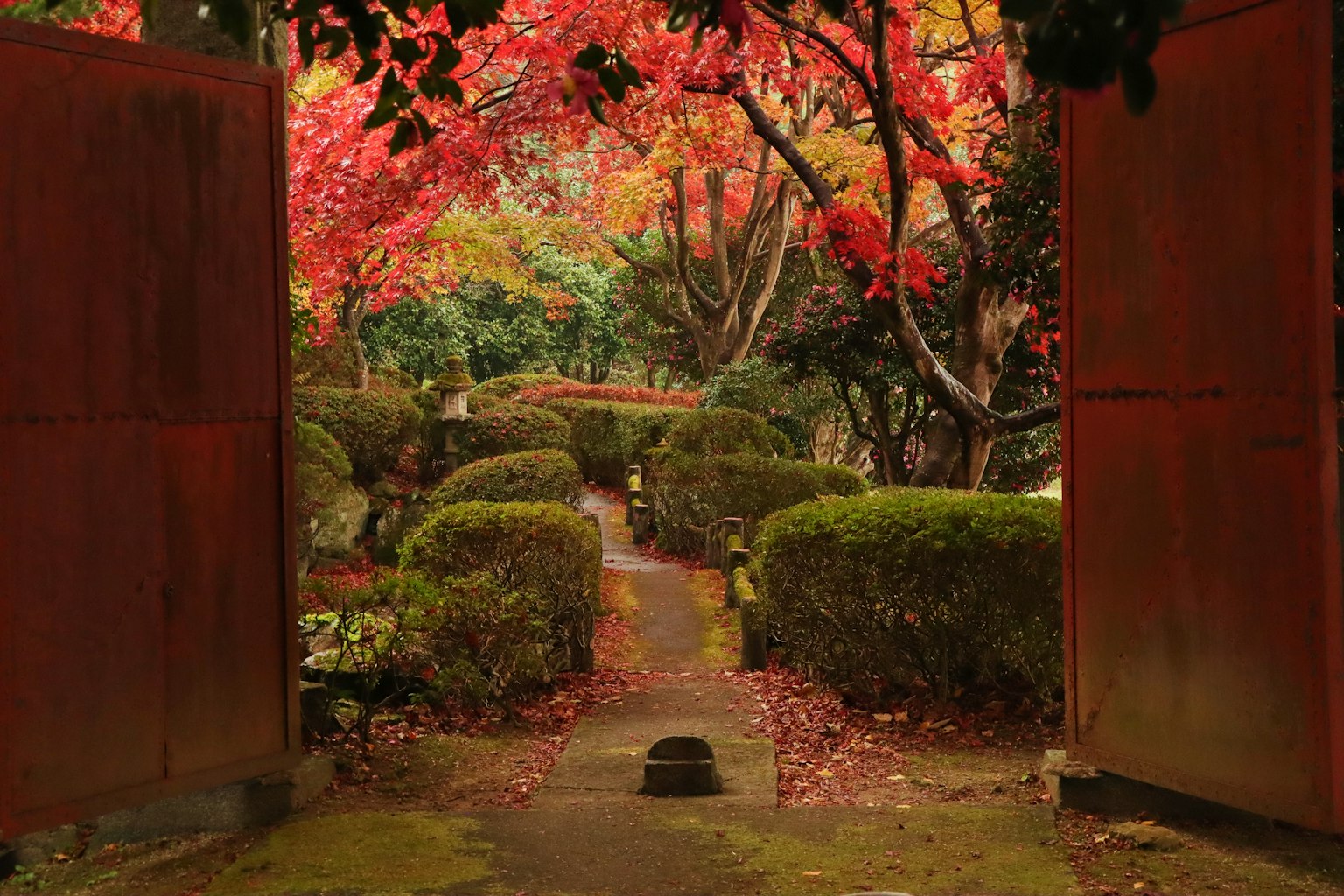 ทิวทัศน์สวนสงบที่มีใบไม้แดงสด