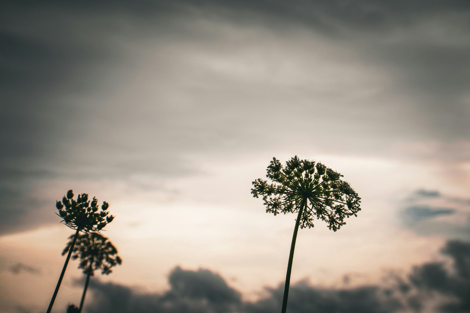高植物的轮廓在阴云密布的天空下