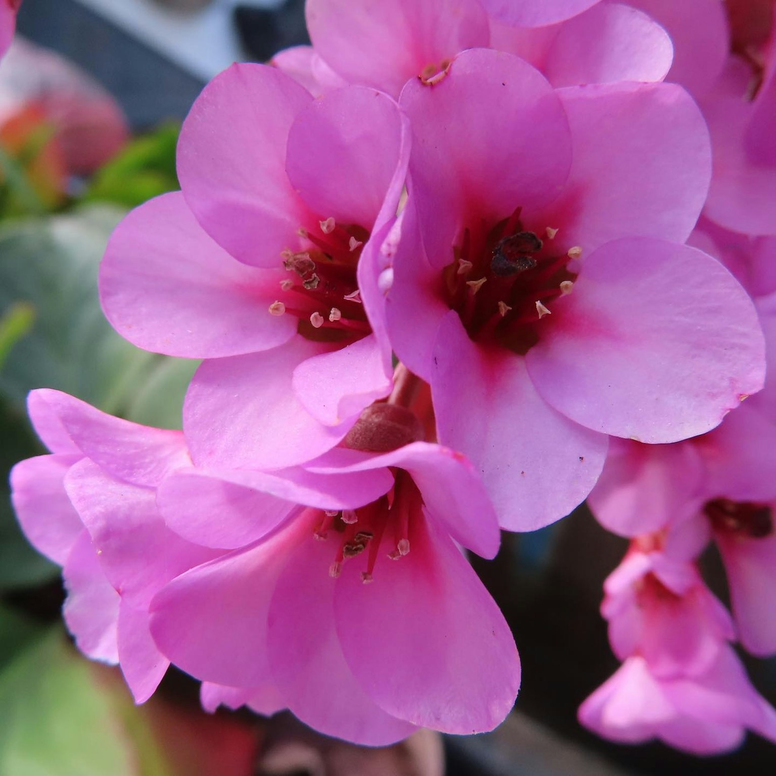 Kumpulan bunga pink cerah dengan pusat gelap