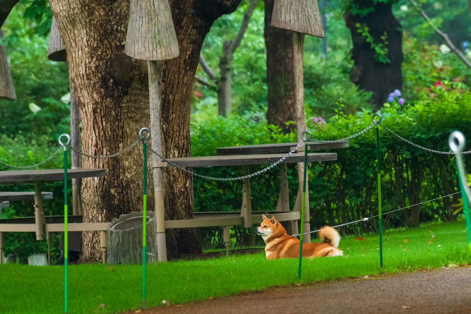 Cane Shiba Inu sdraiato sull'erba verde in un parco