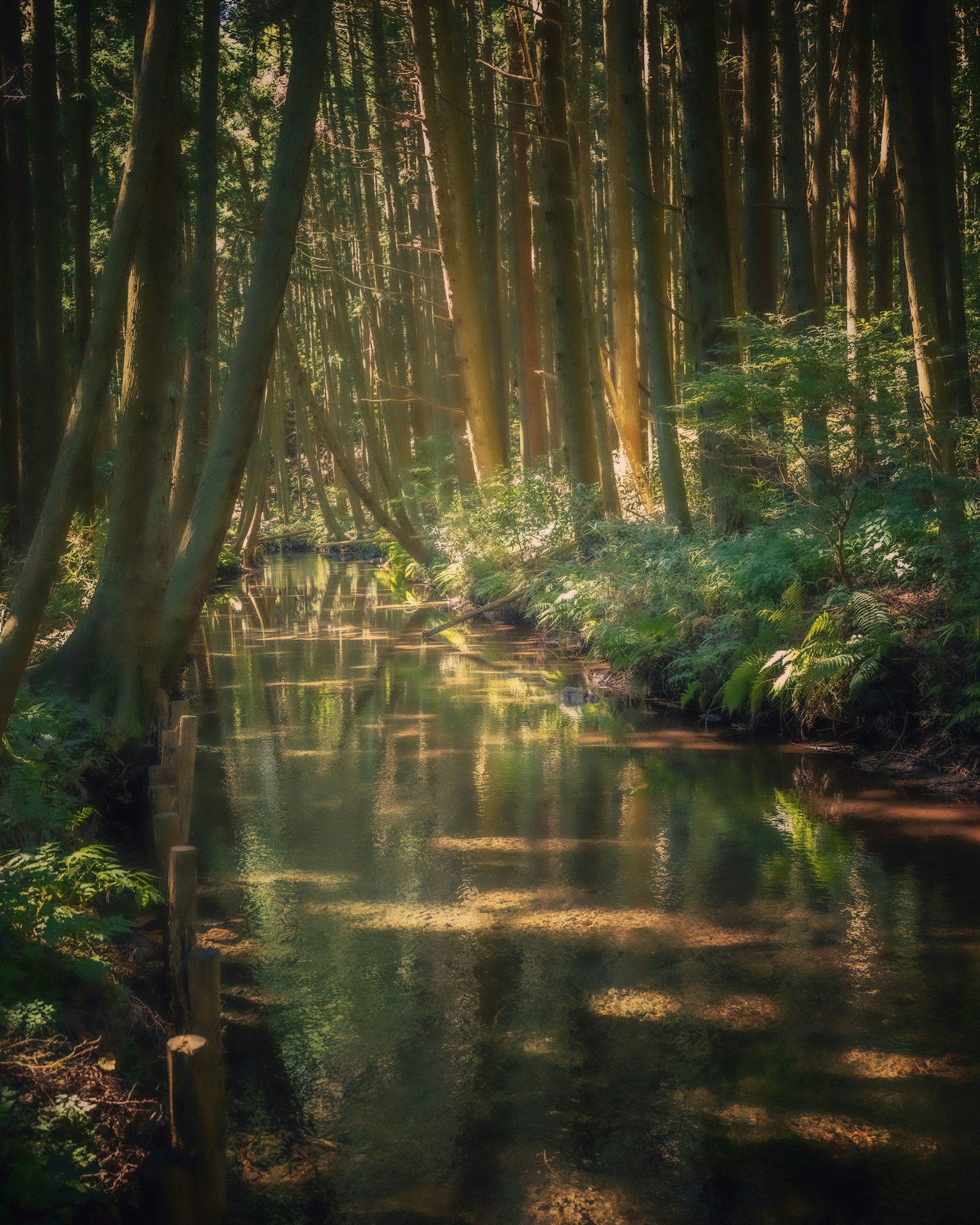 Escena de arroyo forestal sereno con árboles altos y vegetación exuberante alrededor del agua