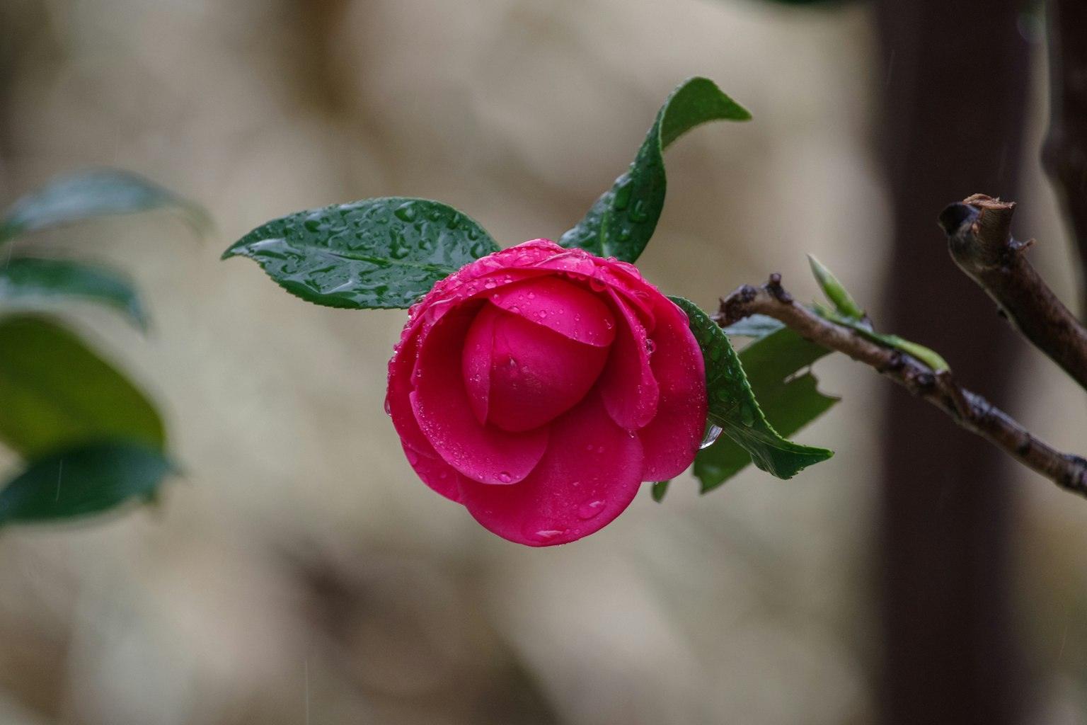 Fleur de camélia rose mouillée avec des feuilles vertes