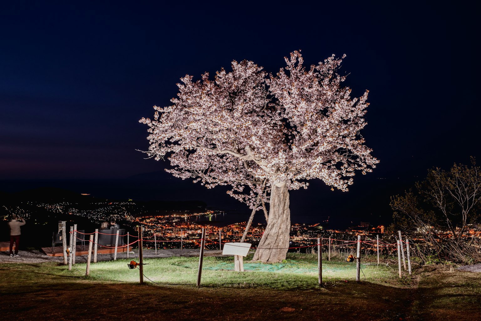 ต้นซากุระที่สว่างในเวลากลางคืนพร้อมภูมิทัศน์รอบข้าง