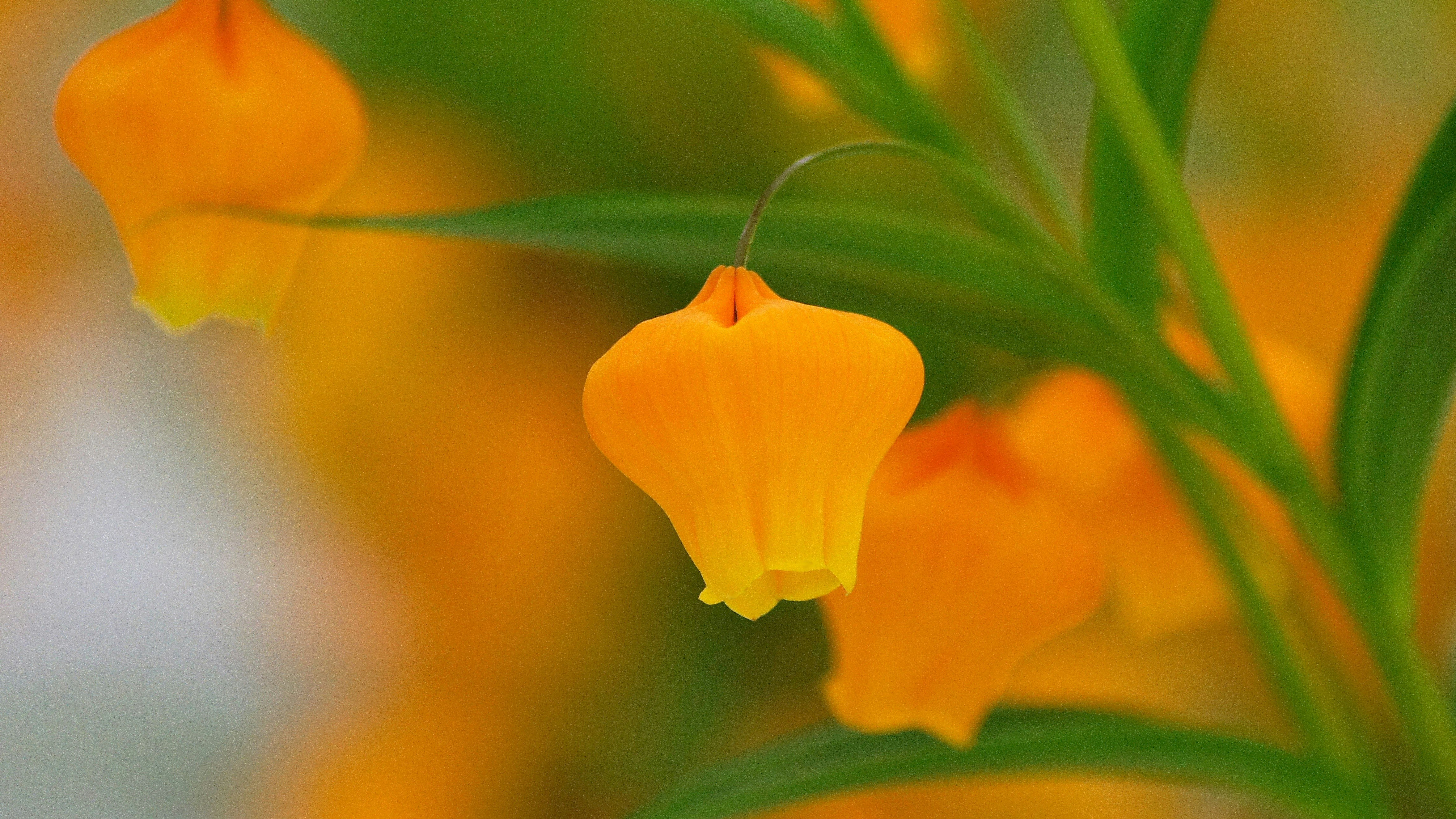オレンジ色の花のクローズアップ画像