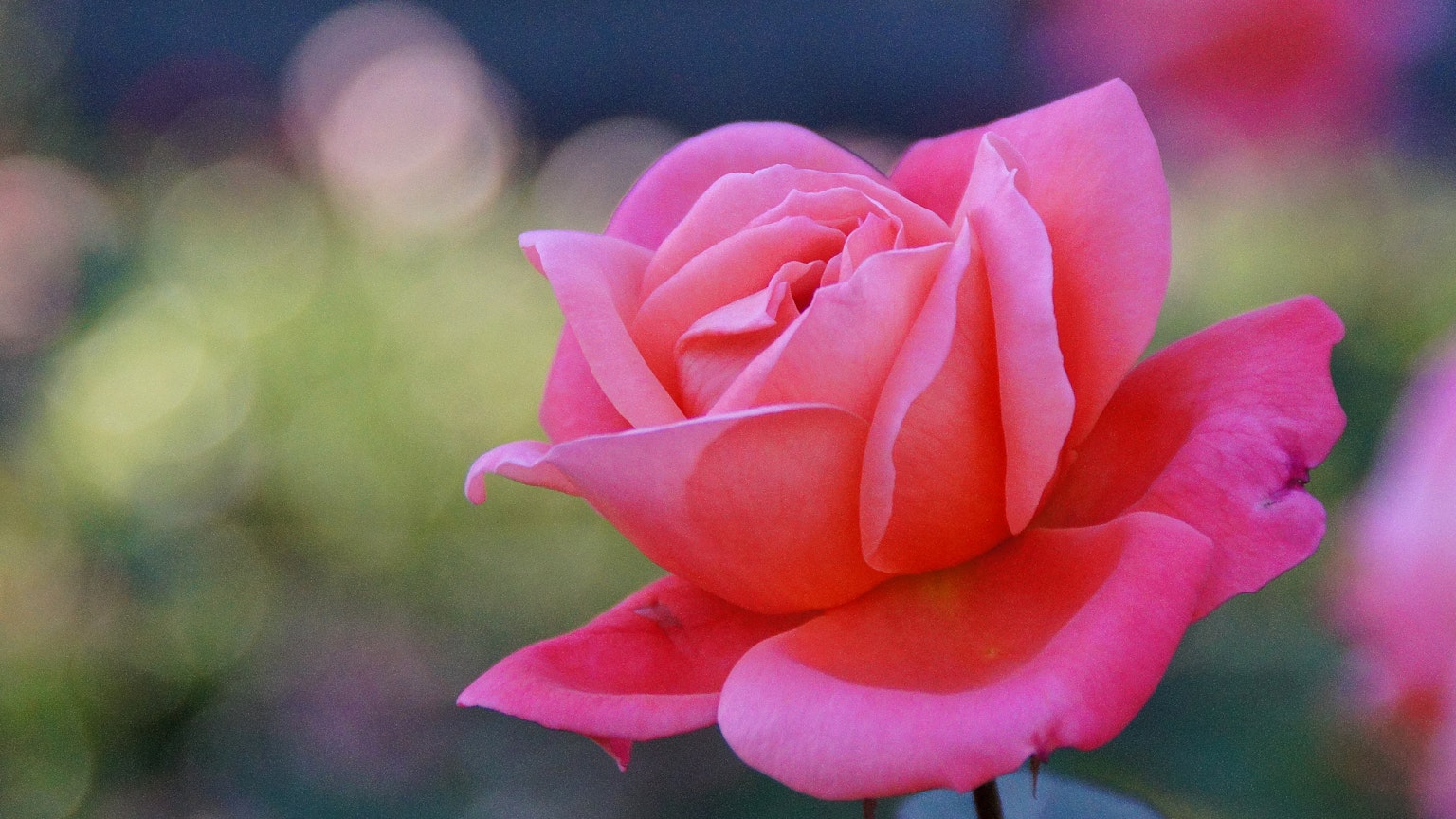 Schönes Bild einer blühenden rosa Rose