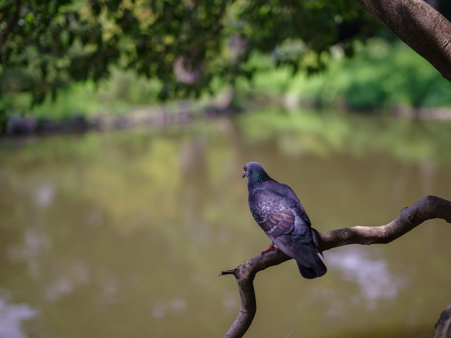 Taube auf einem Ast über einem ruhigen Teich