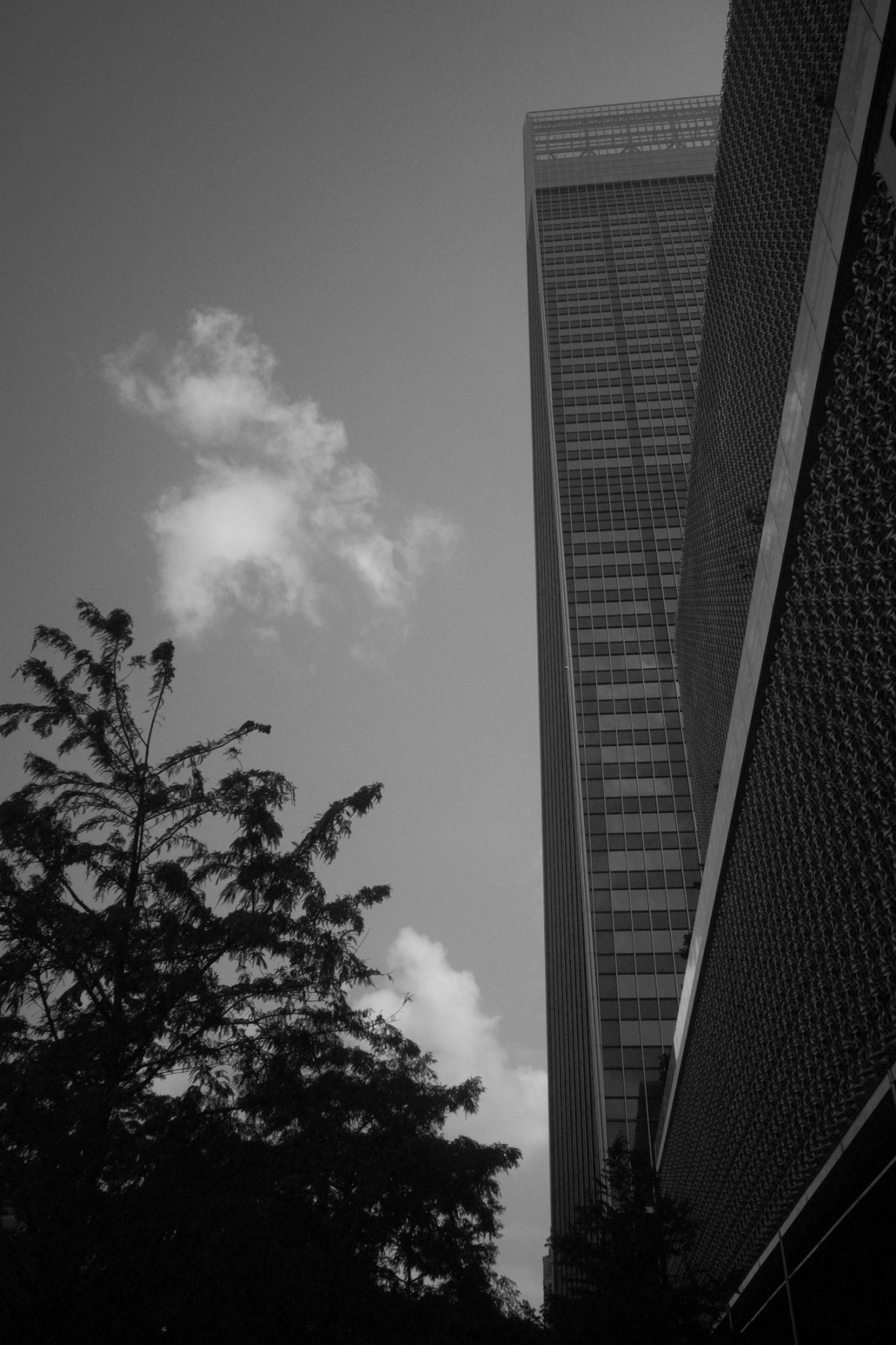 高層ビルと木々のシルエットが映るモノクロ写真