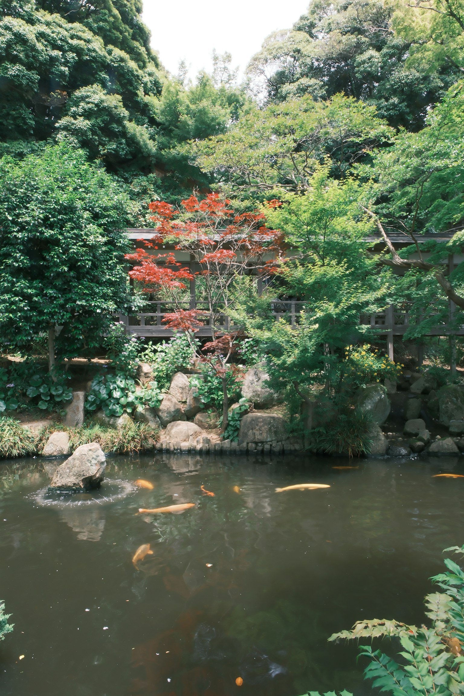 Scène de jardin luxuriant avec des arbres à feuilles rouges et un étang serein