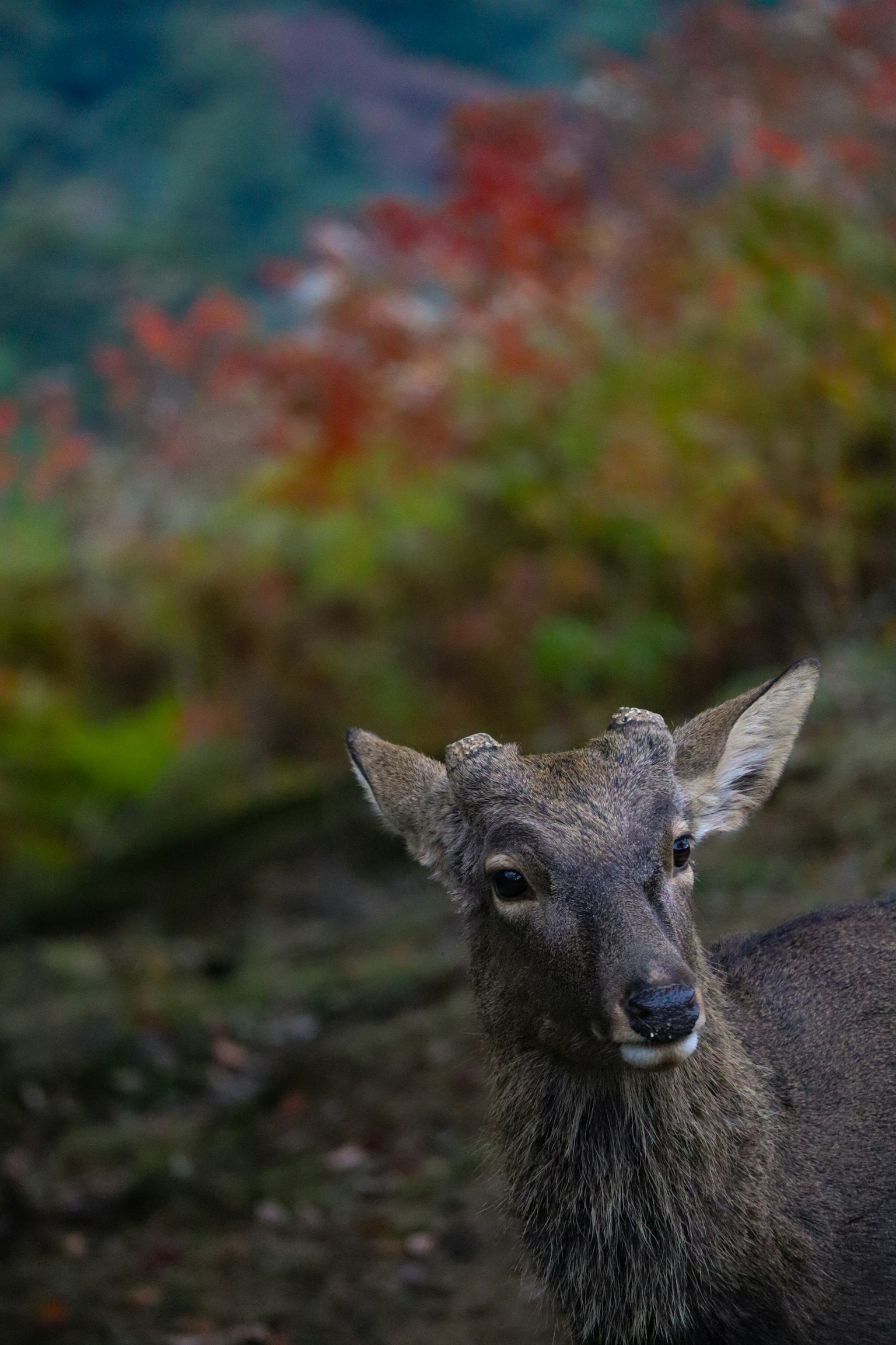 Close-up of a deer in an autumn landscape
