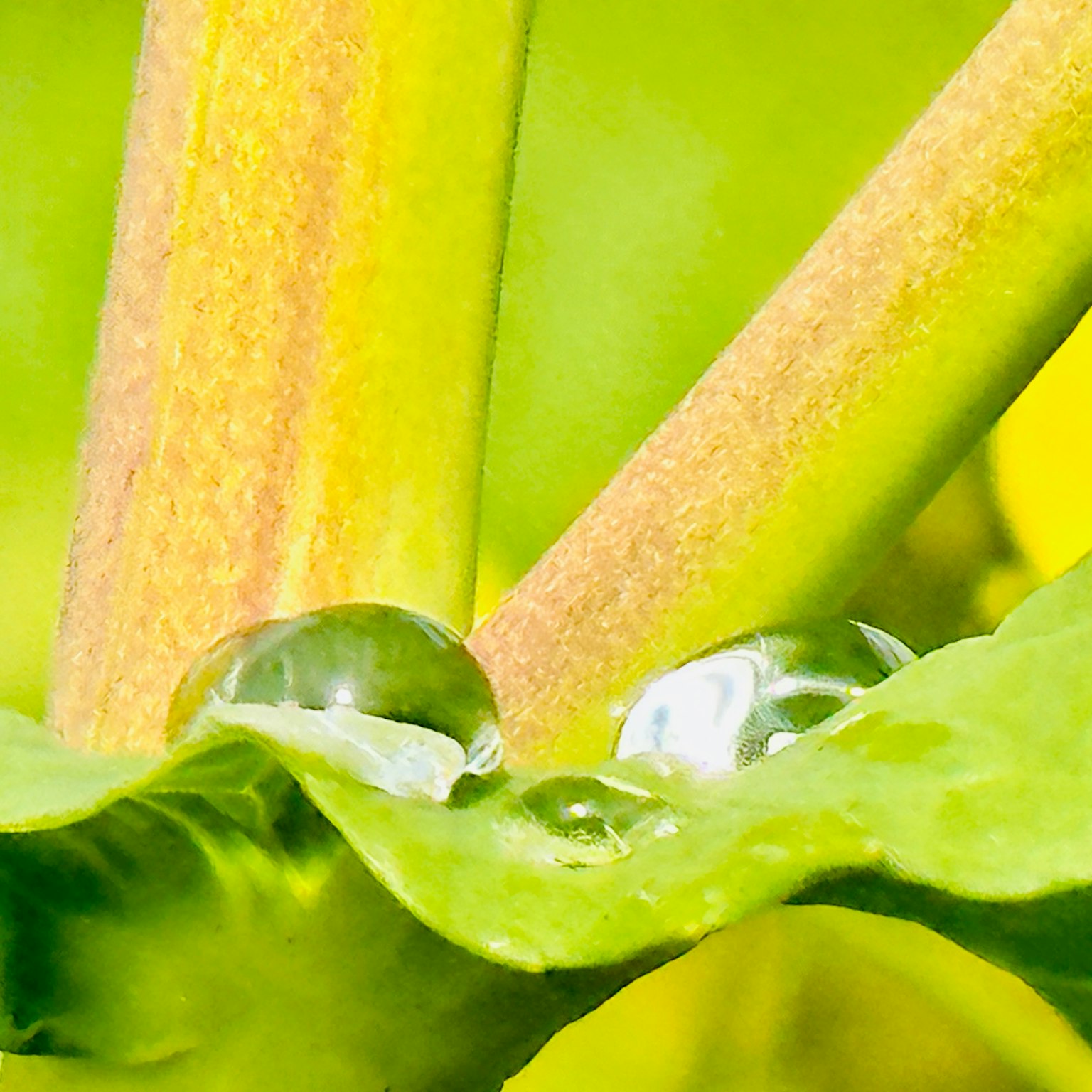 Gouttes d'eau sur une feuille avec des tiges vertes vibrantes en arrière-plan
