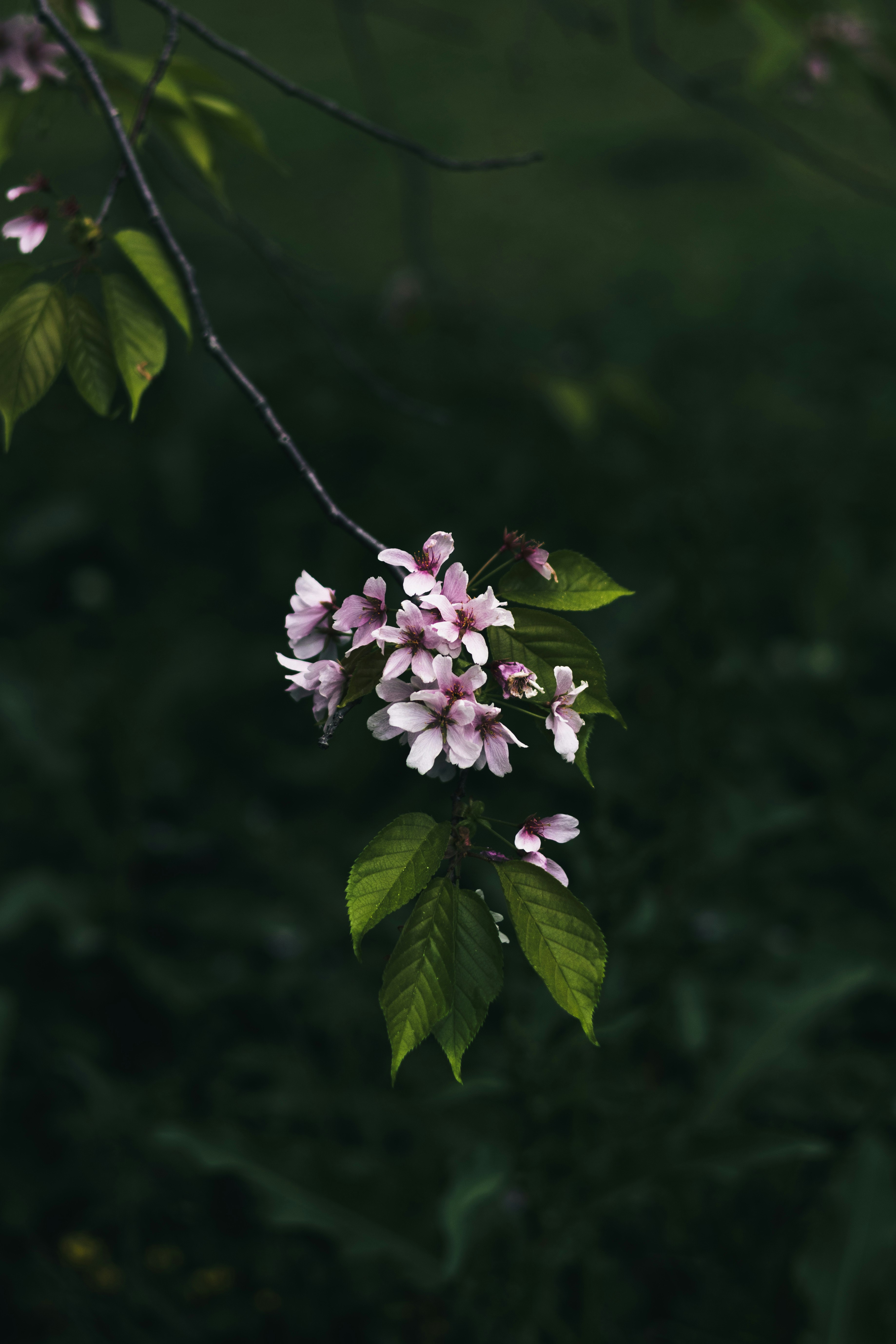 暗色背景上的春季樱花花枝