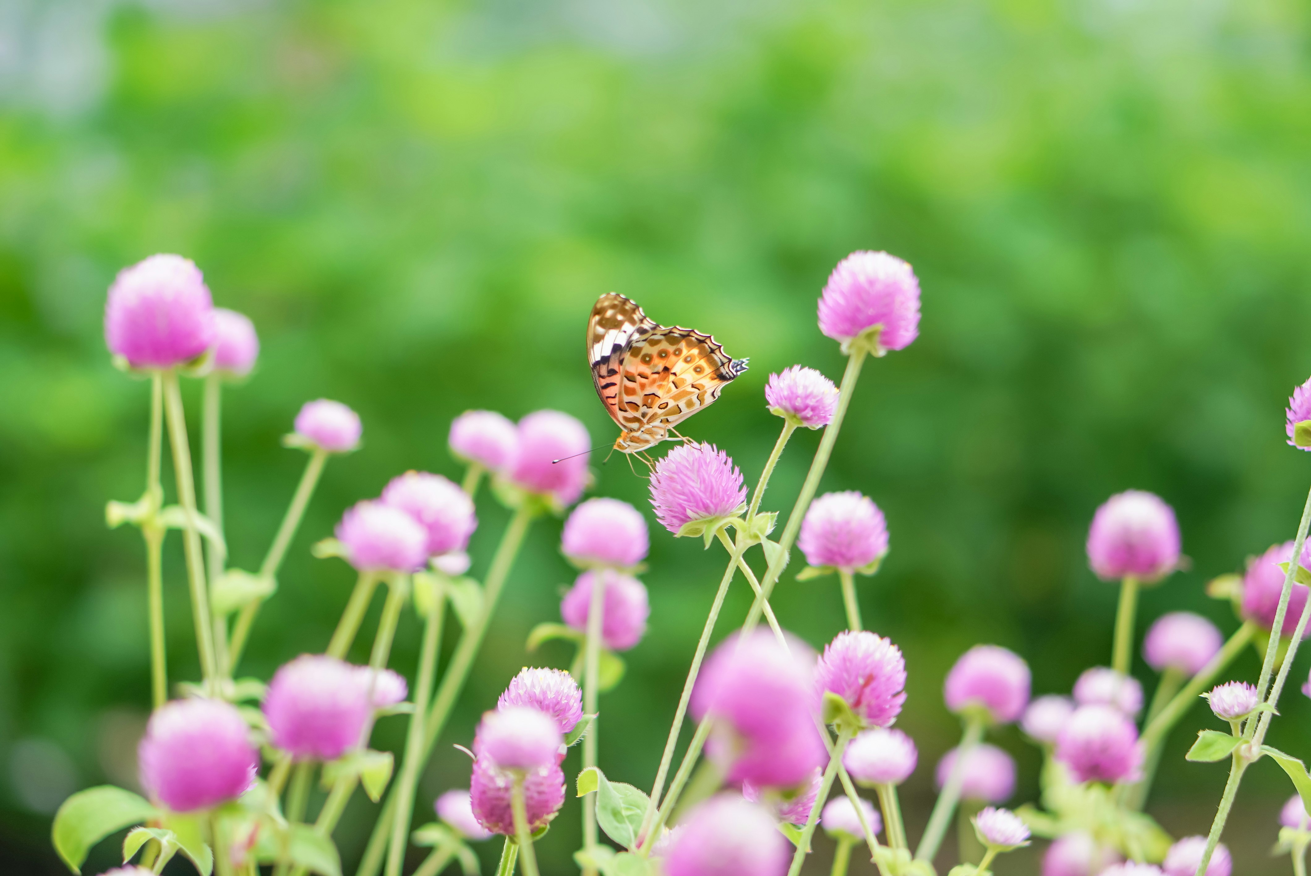 ピンクの花と蝶が舞う草地