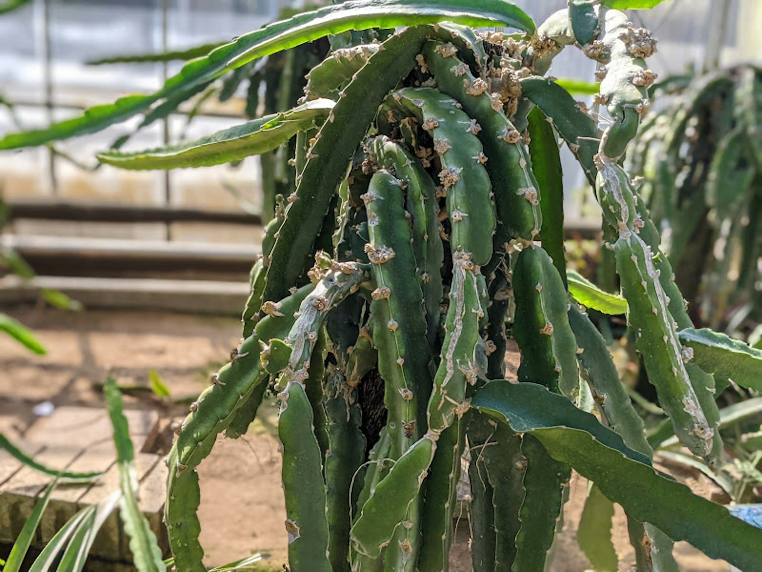 Image of a cactus with green leaves and unique structure