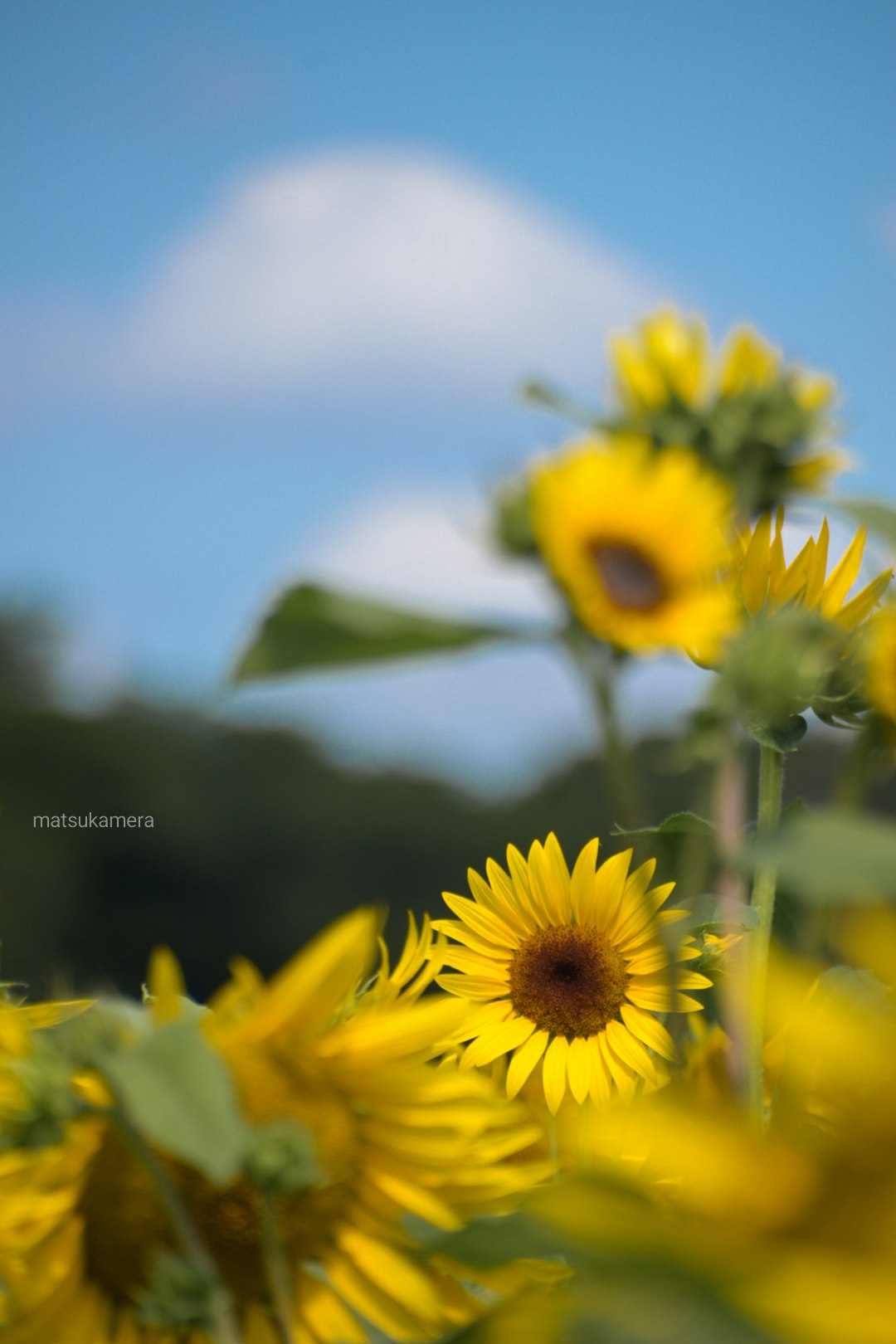 Yellow sunflowers in a summer field under a blue sky