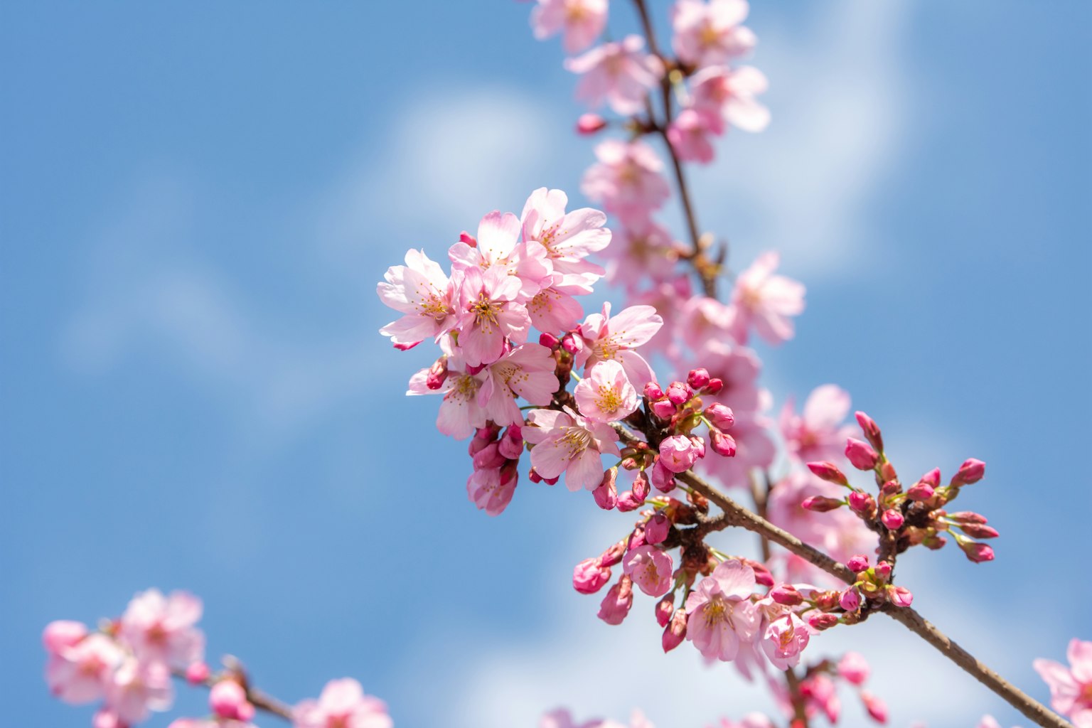 Fiori di ciliegio in fiore contro un cielo blu