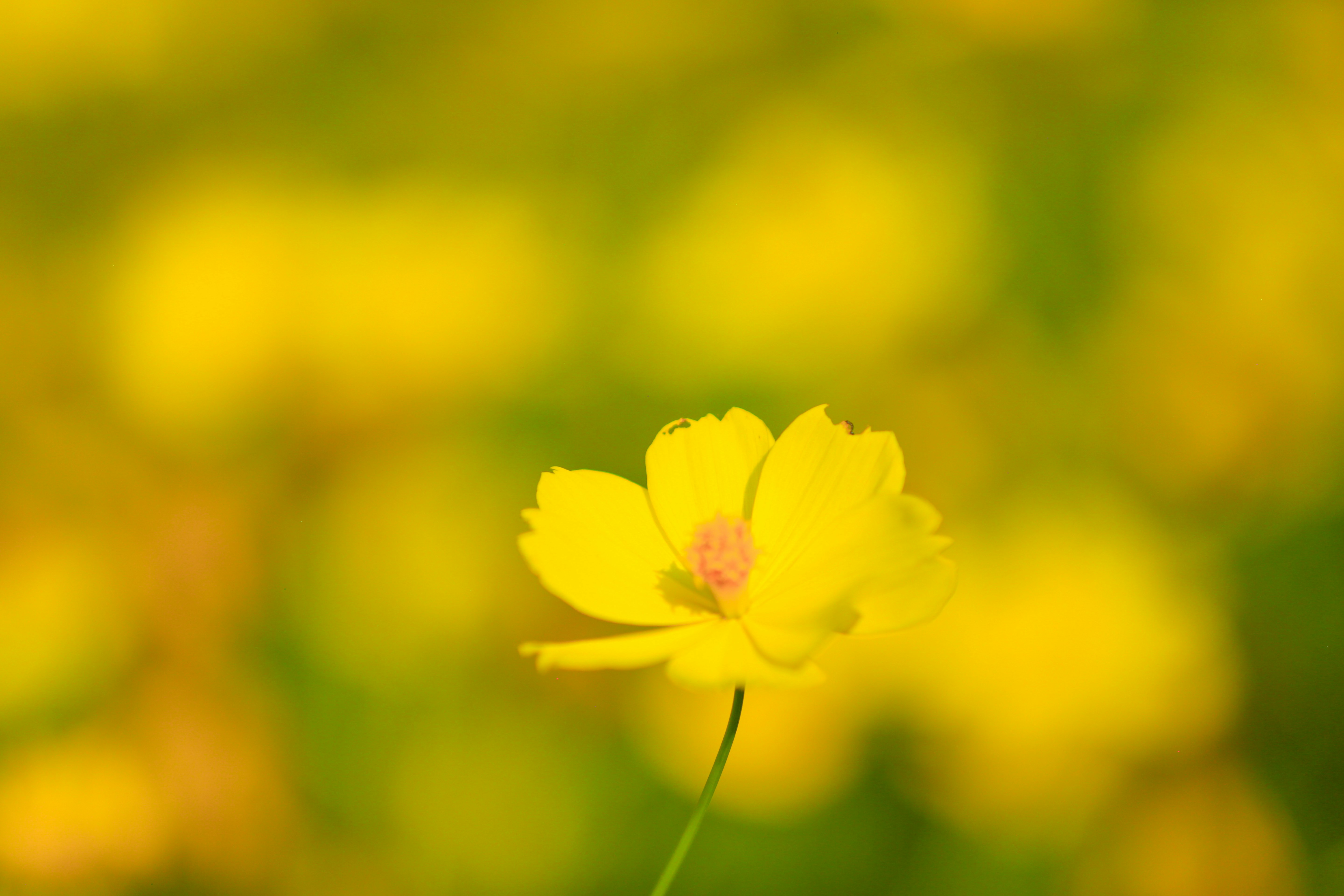 Macro of a yellow flower with a blurred flower field background