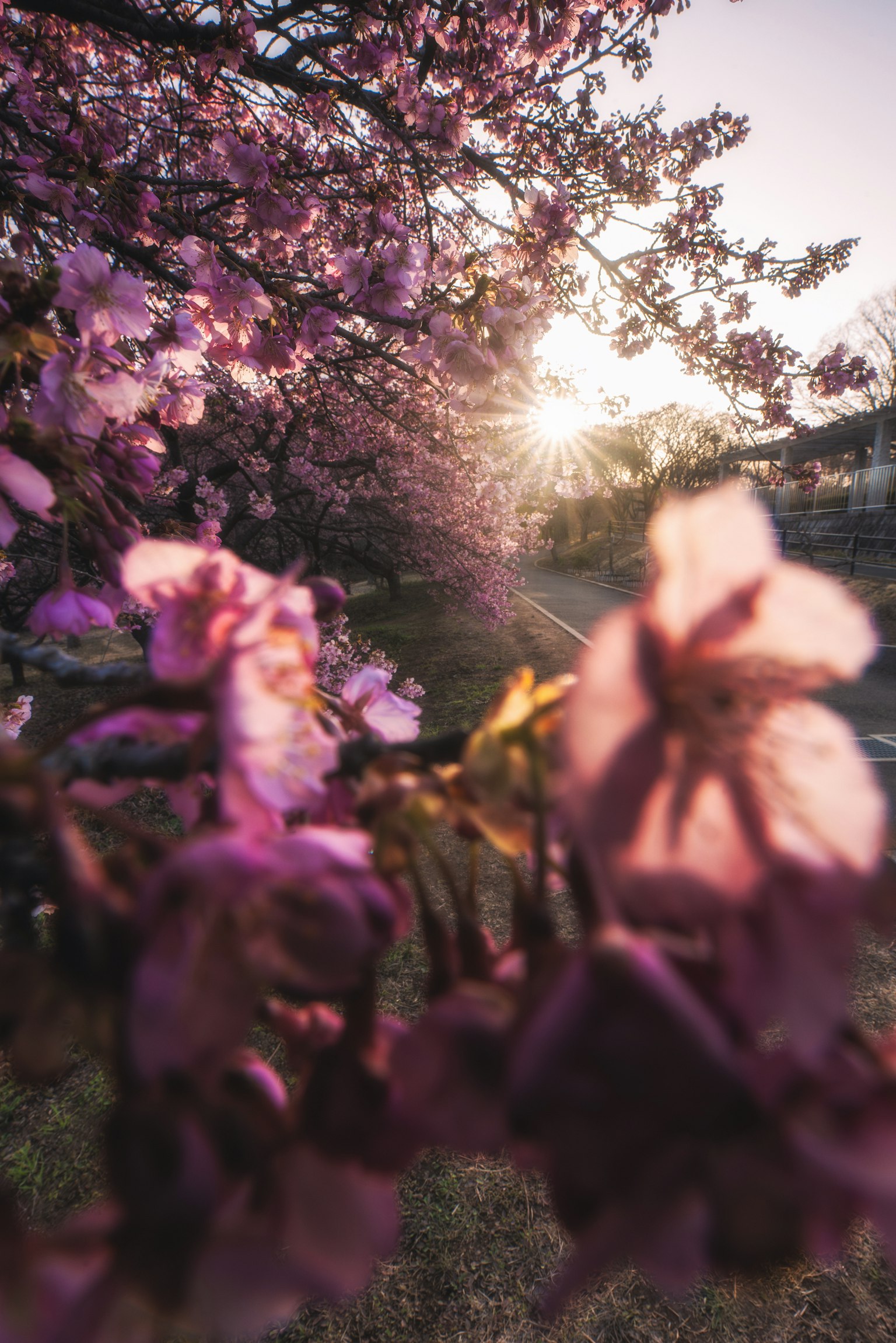 Fiori di ciliegio illuminati dal tramonto