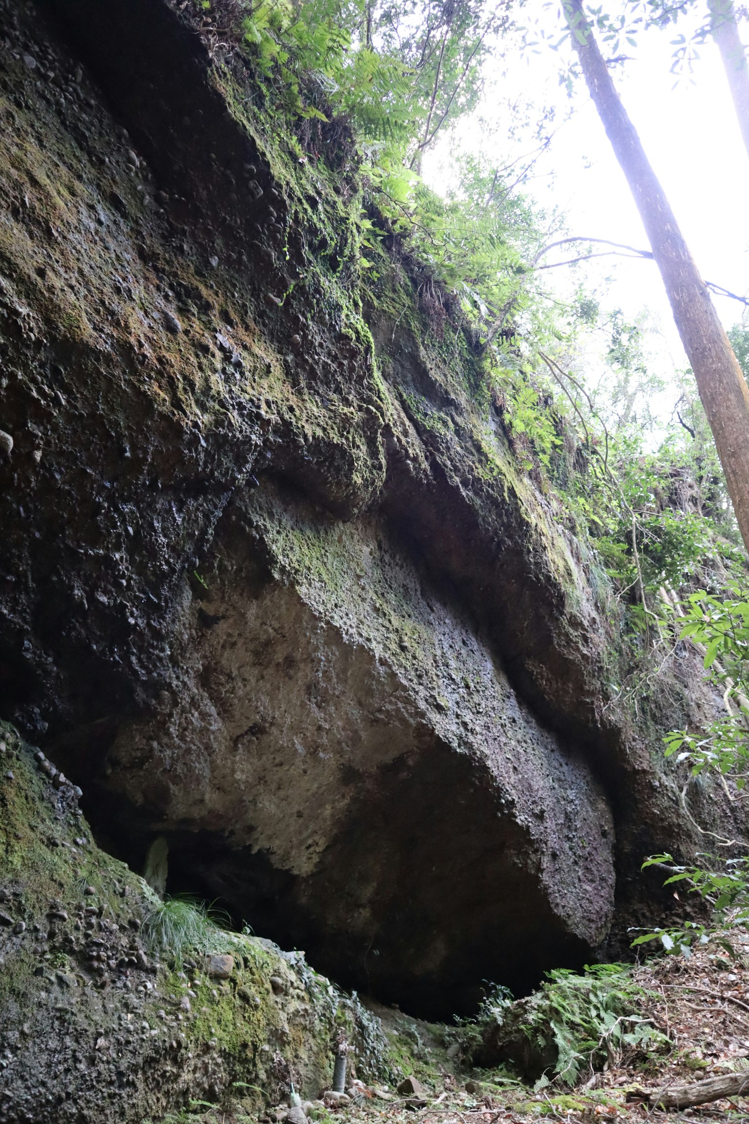 Großer Felsen unter dem Walddach