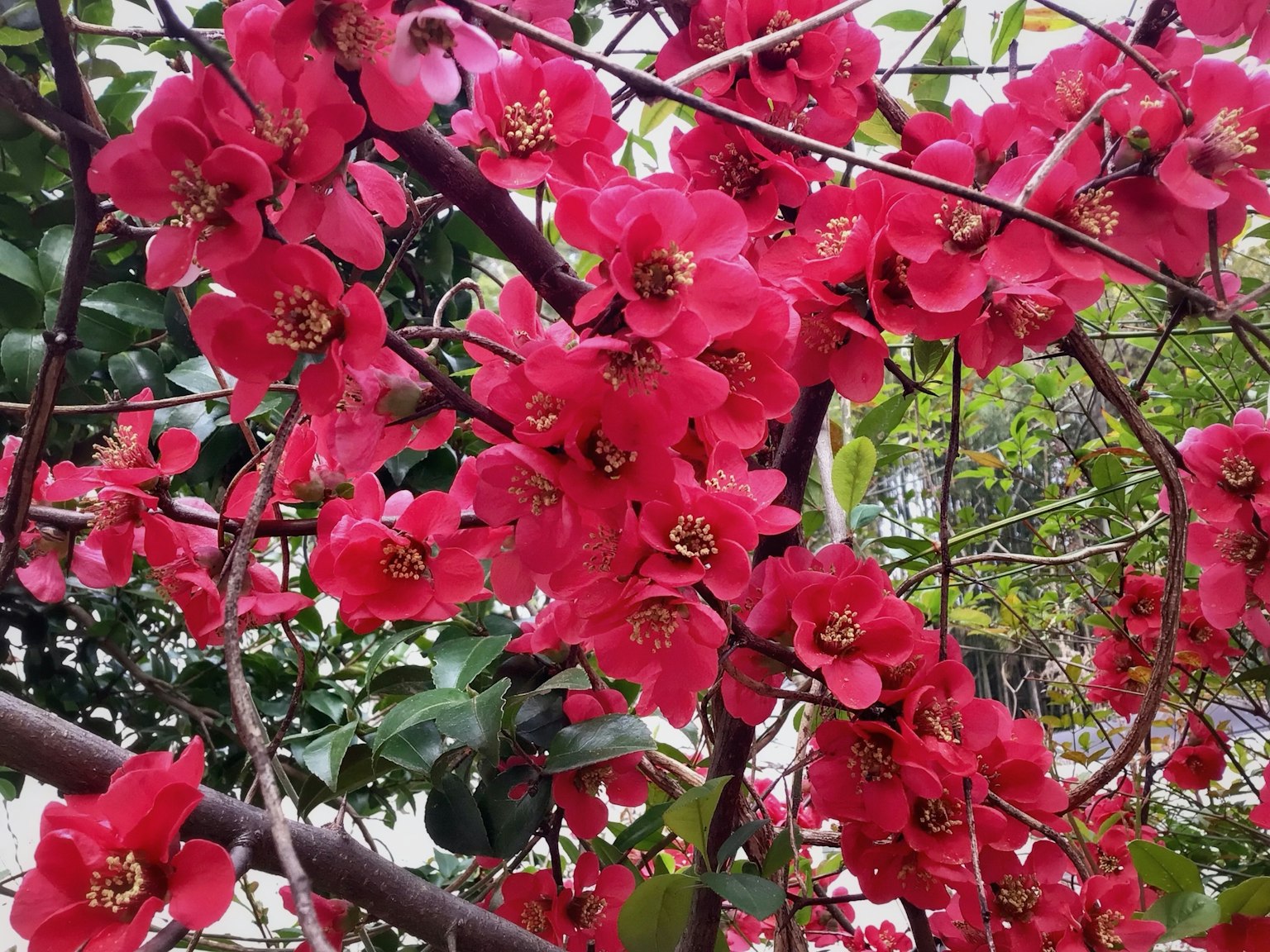 Close-up of vibrant red flowers on a branch