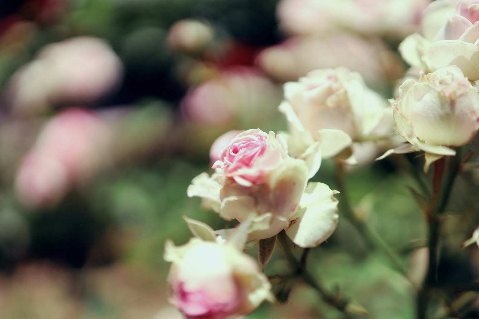 Primer plano de un ramo de rosas rosa pálido en flor