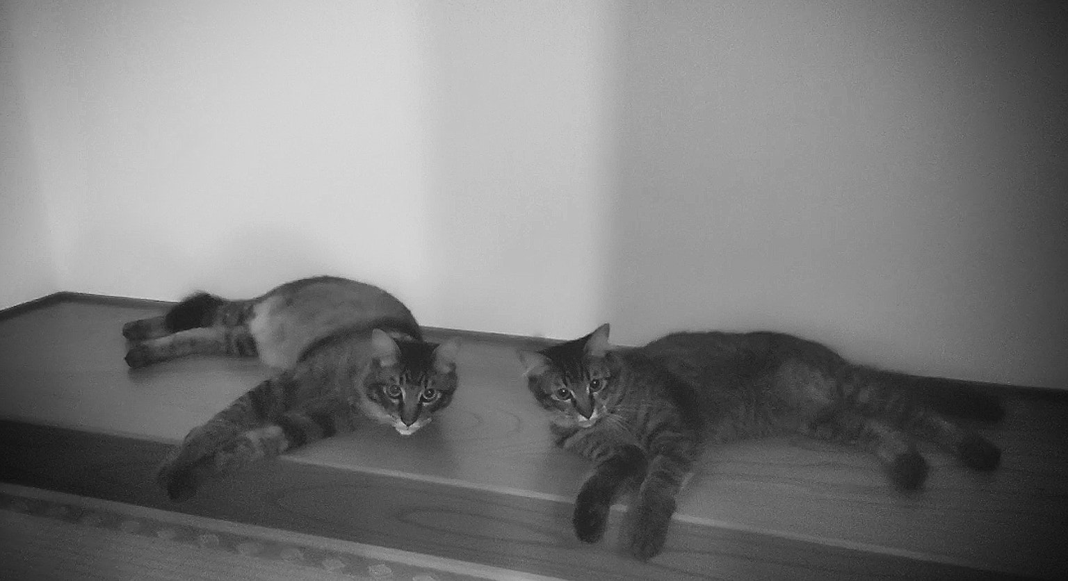 Dua kucing berbaring dalam foto hitam putih