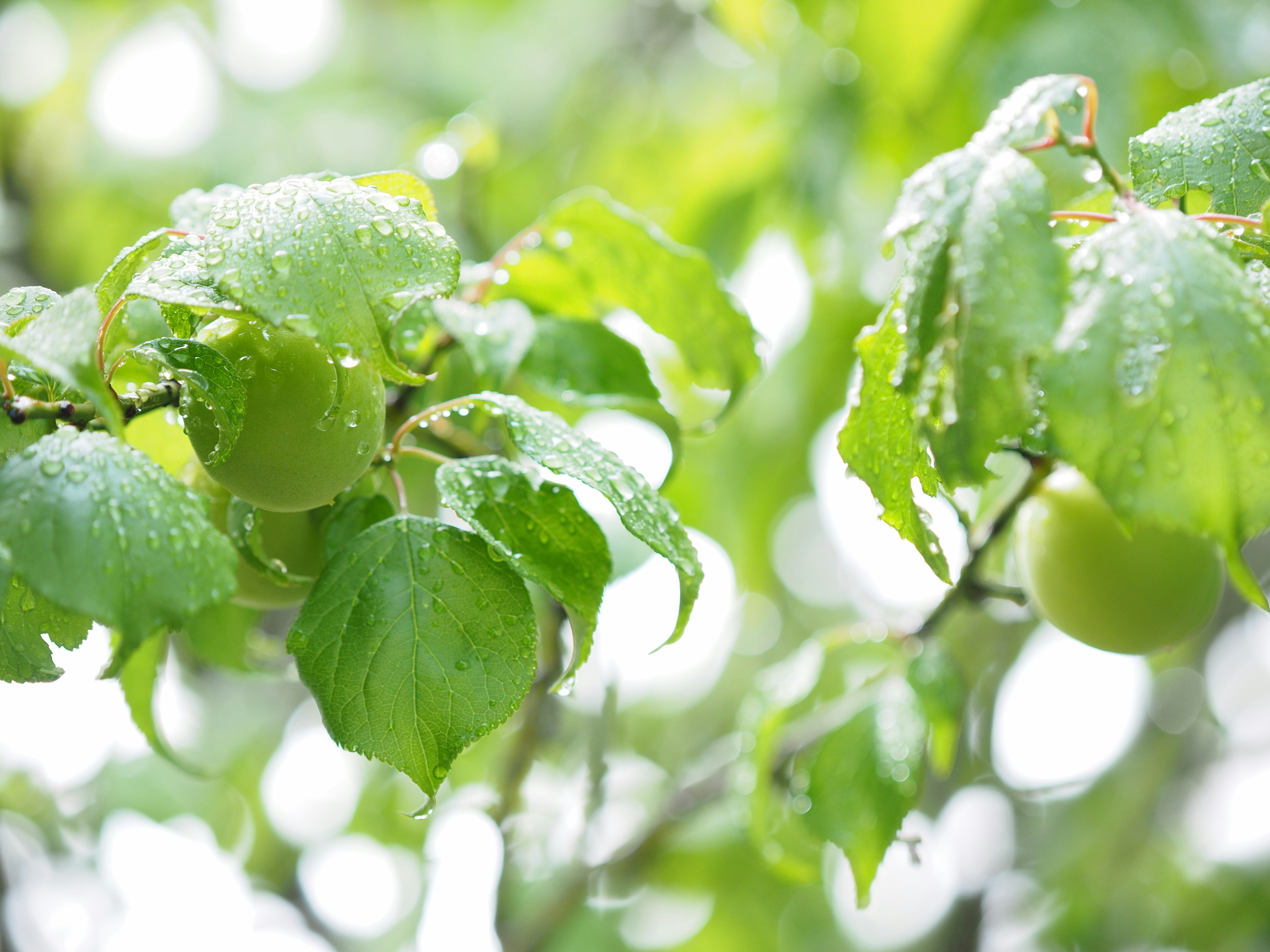grape clusters with raindrops on leaves in a vineyard branch