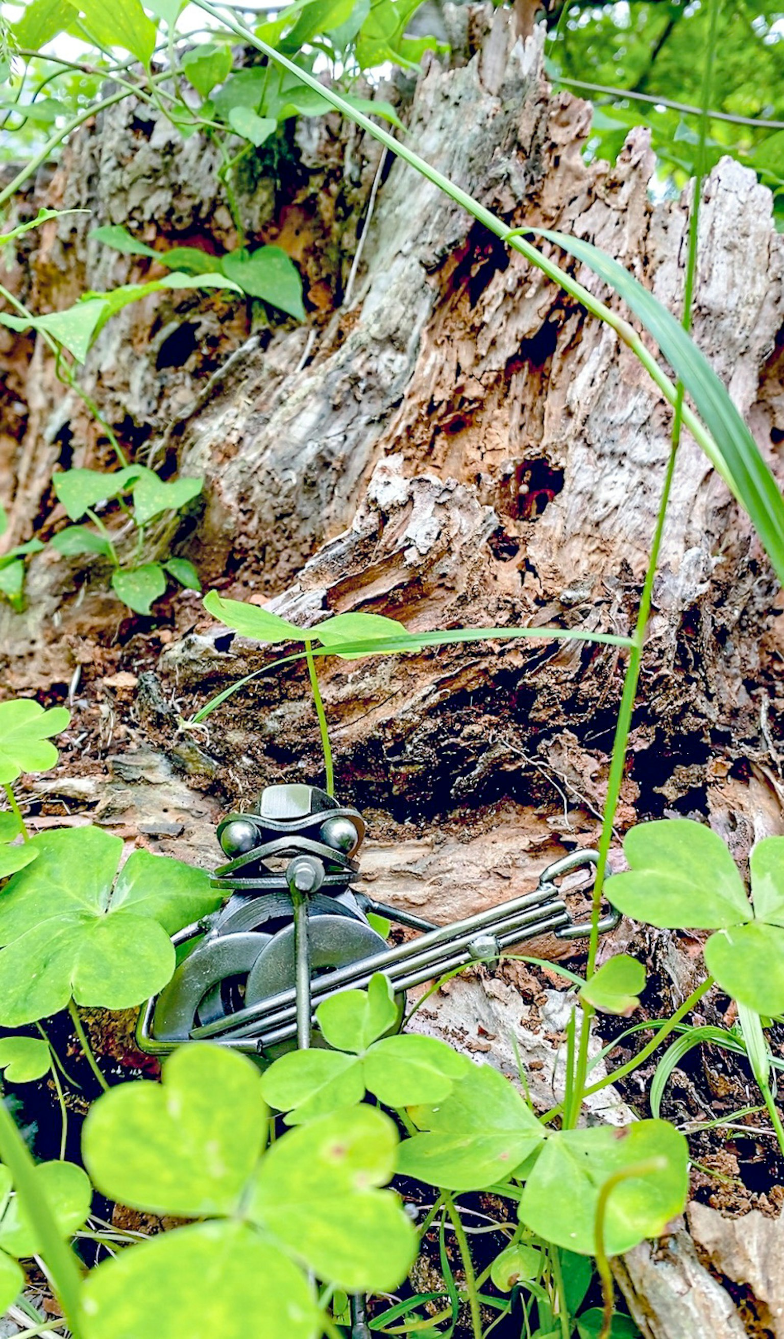 Outil métallique caché à la base d'un arbre entouré de plantes vertes