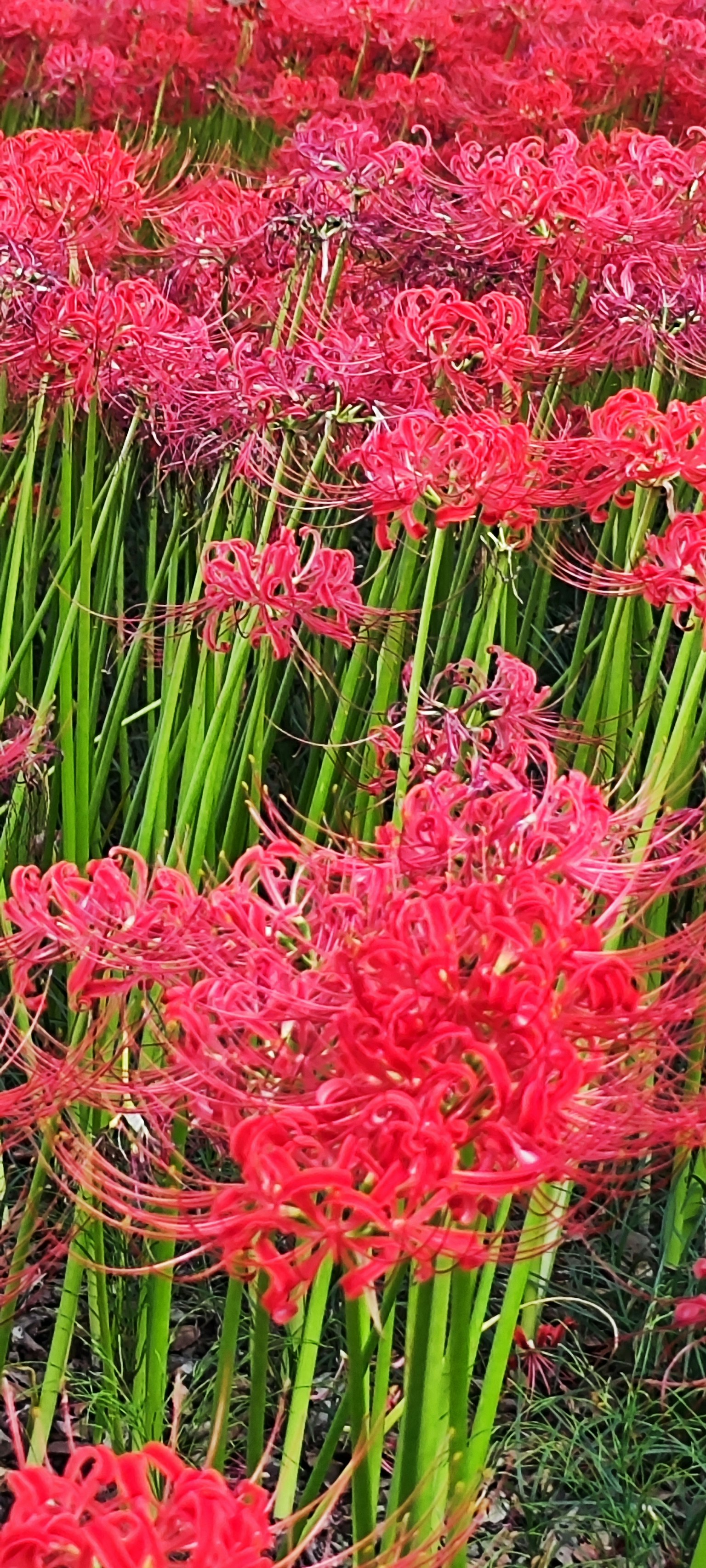 Ladang bunga lili laba-laba merah yang cerah