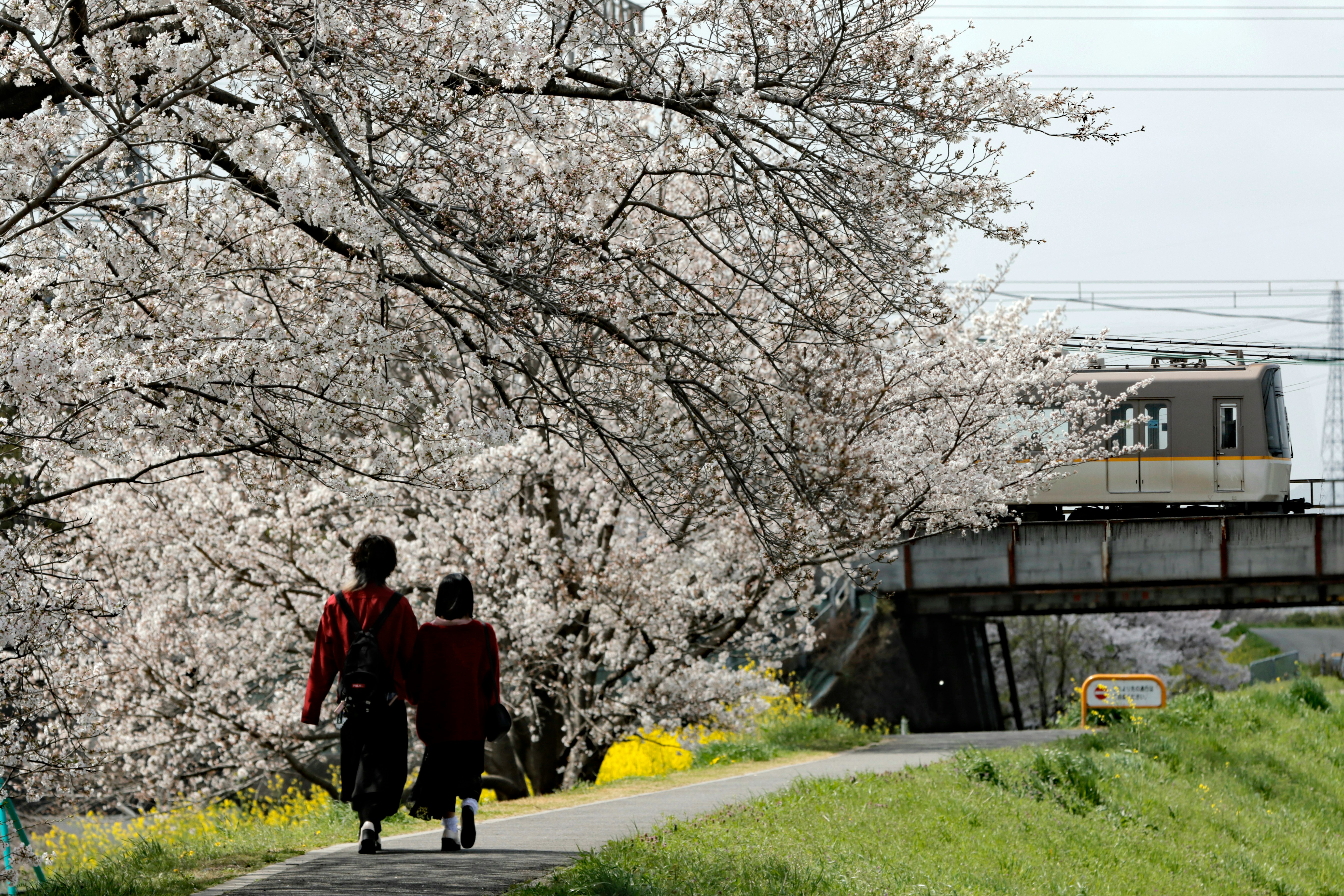 桜並木の下を走る近鉄電車と乗客