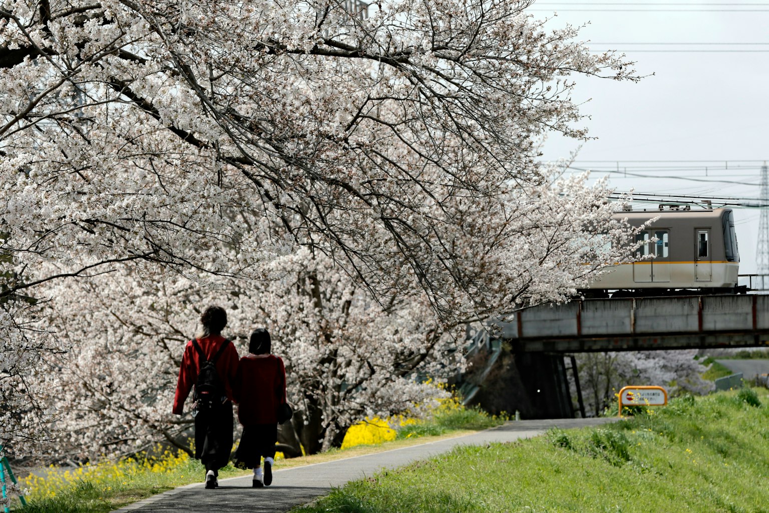 Zwei Personen, die unter Kirschblütenbäumen gehen, mit einer Eisenbahn im Hintergrund