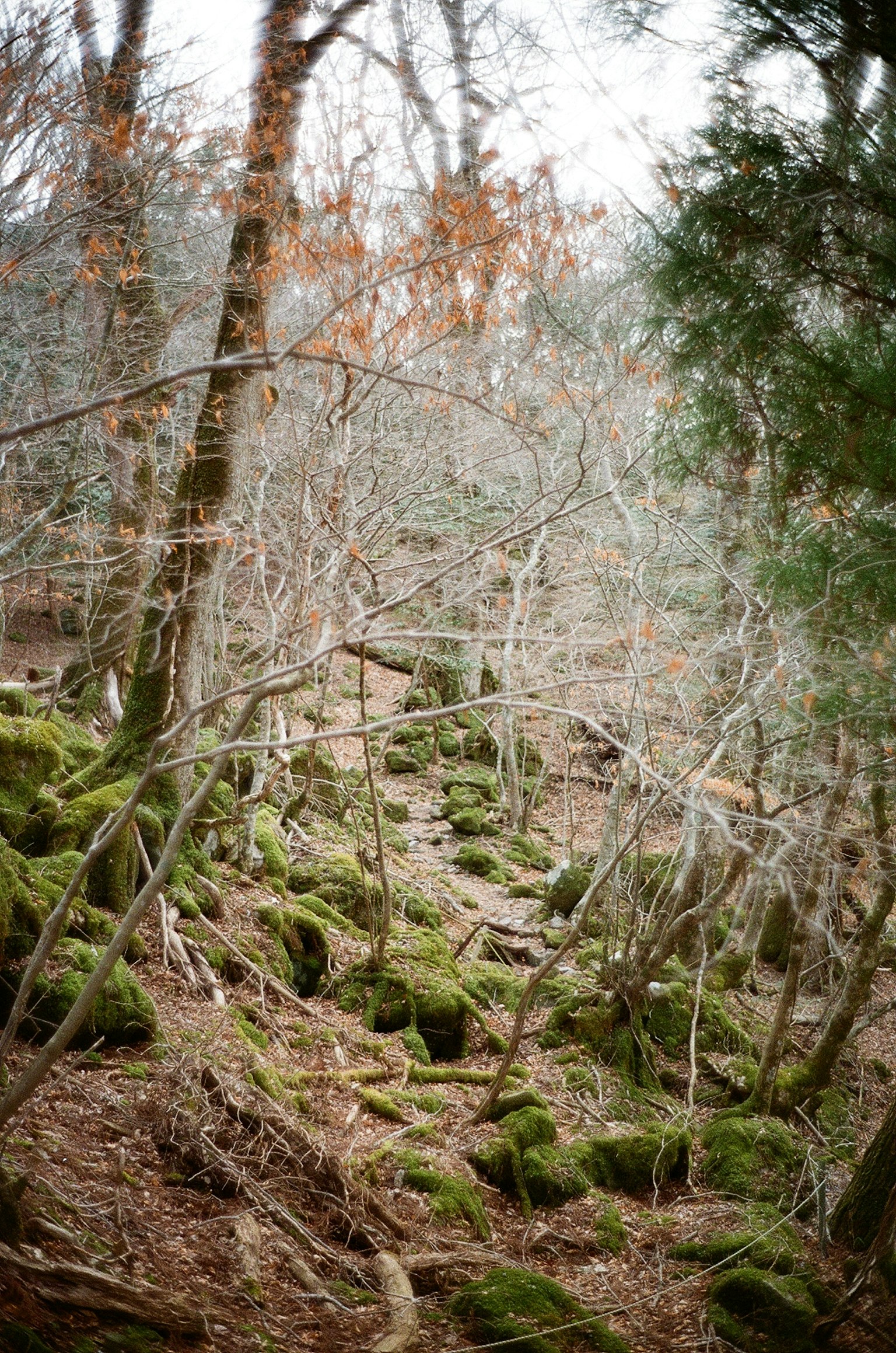 Una scena di foresta nebbiosa con rocce coperte di muschio e alberi spogli
