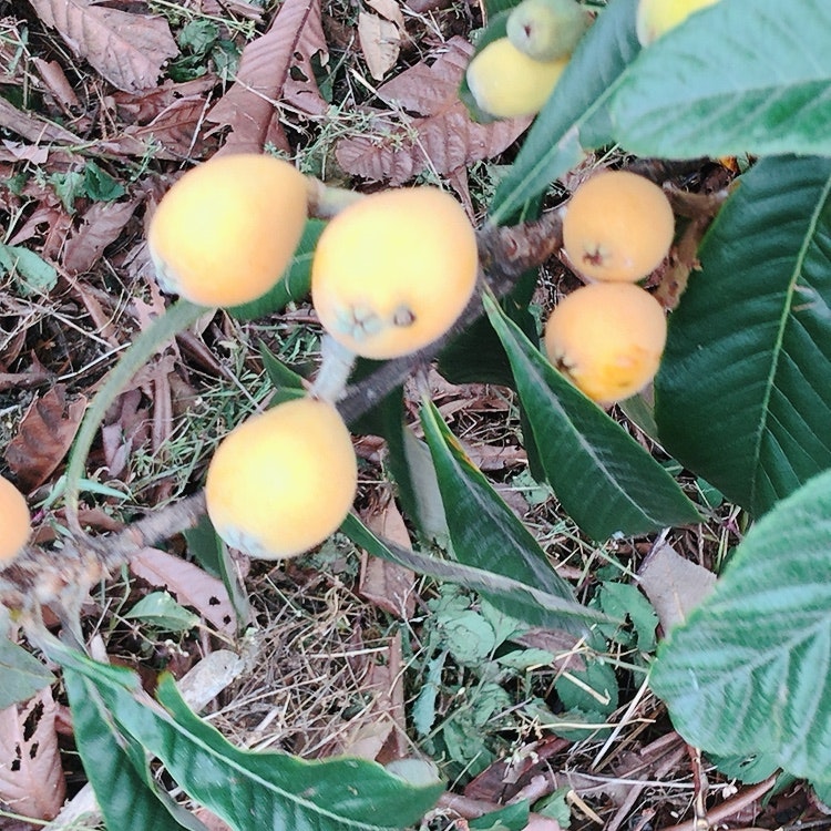 落葉間的黃色果實與綠色葉片