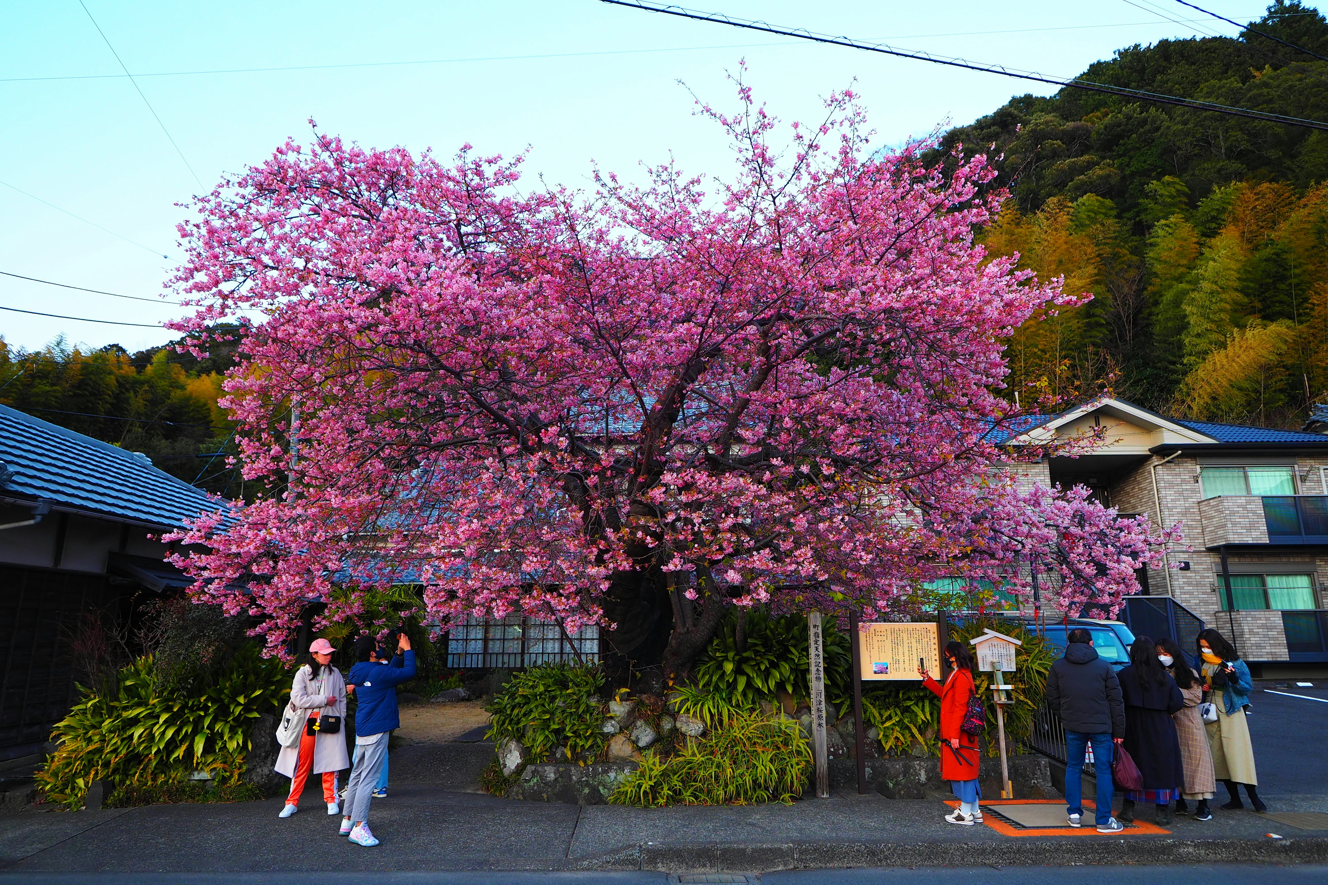 桜の花が咲く田舎の小道で人々が散策する風景